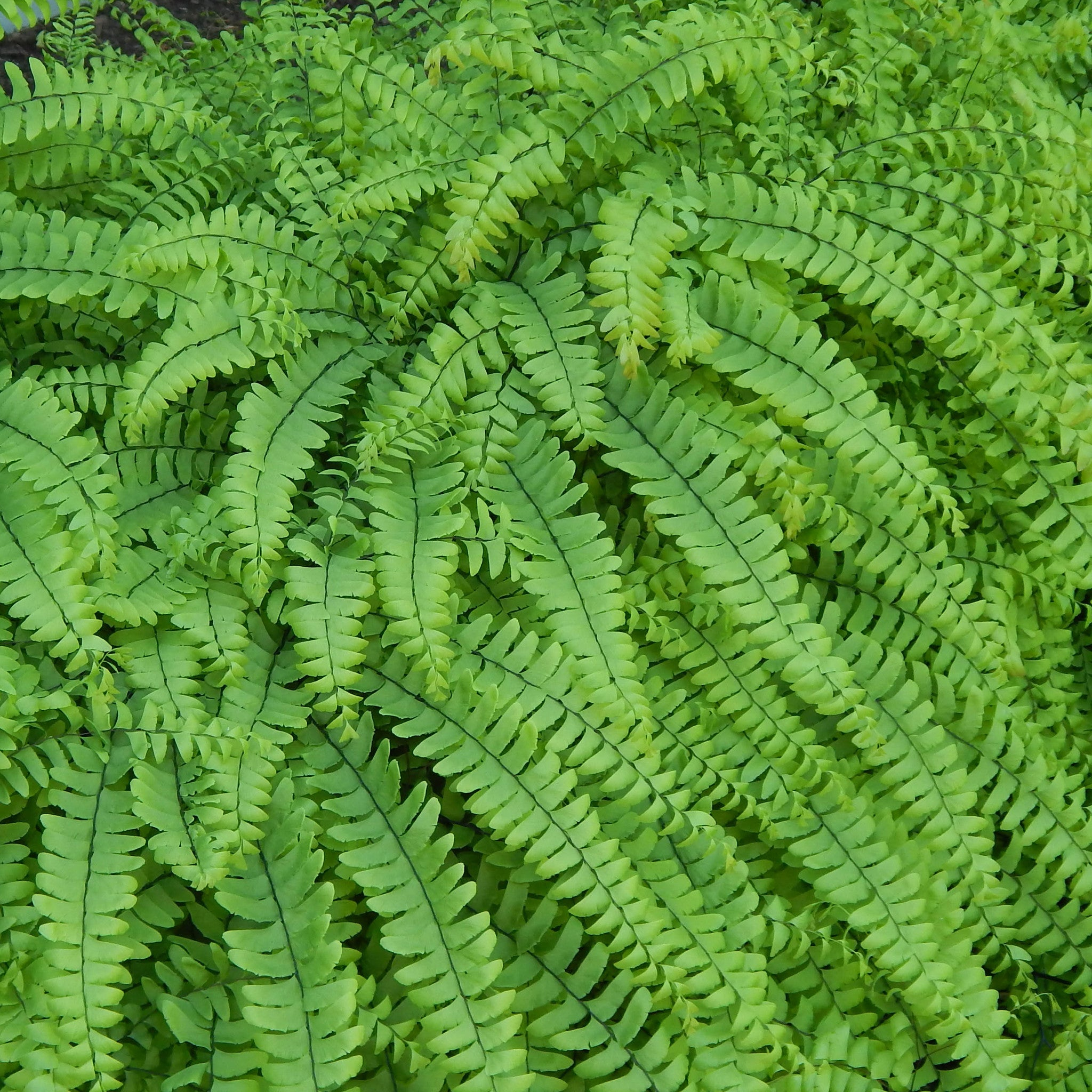 ferns.png?v=1736459956