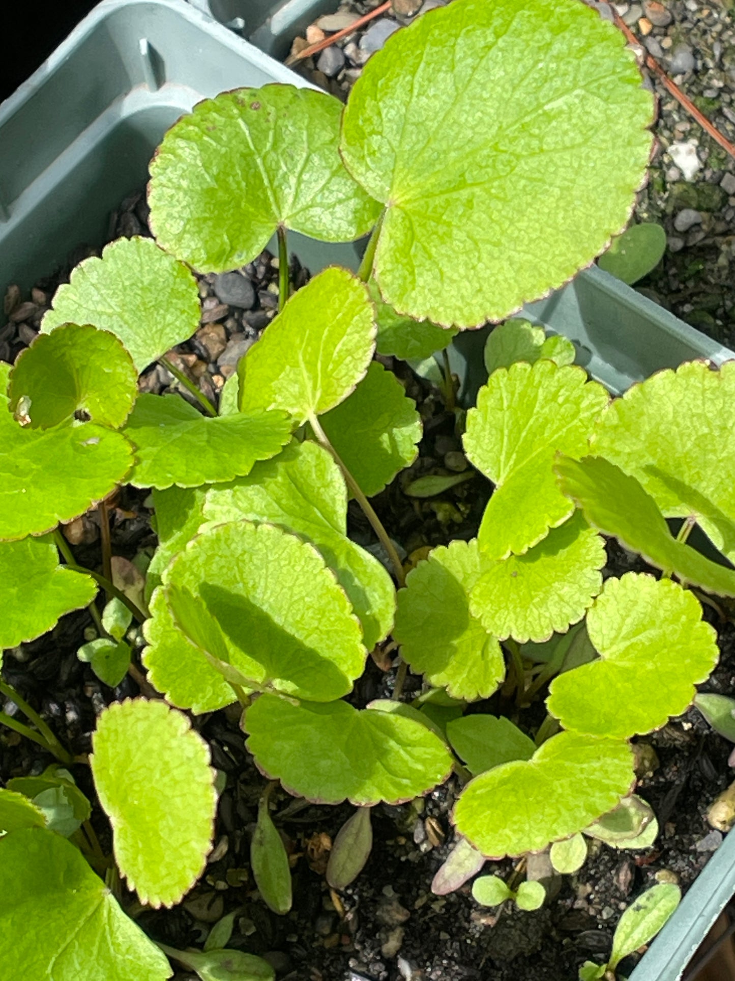Alexanders – Heart-leaved Alexander (Zizia aptera) Seeds