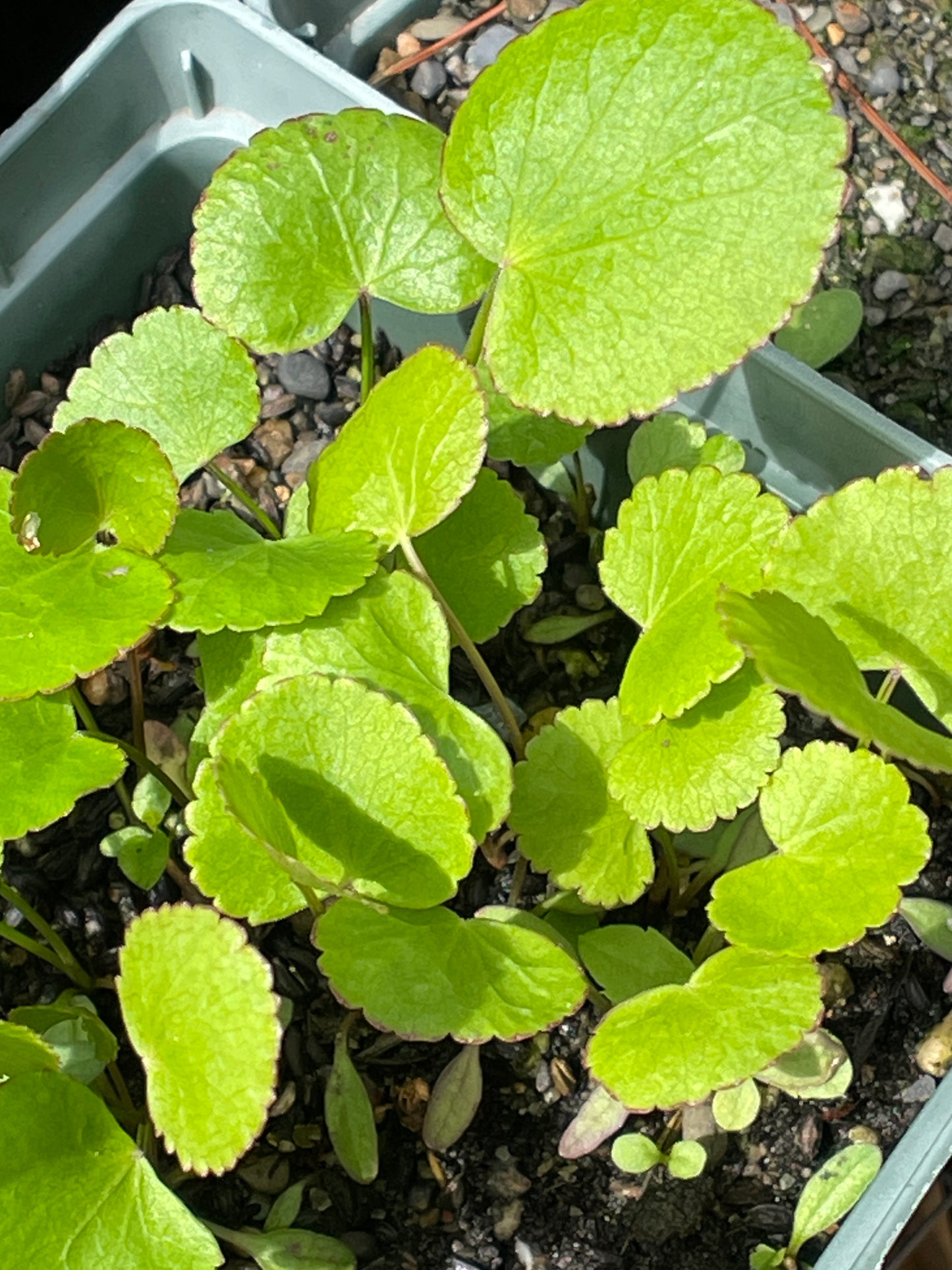 Alexanders – Heart-leaved Alexander (Zizia aptera) Seeds