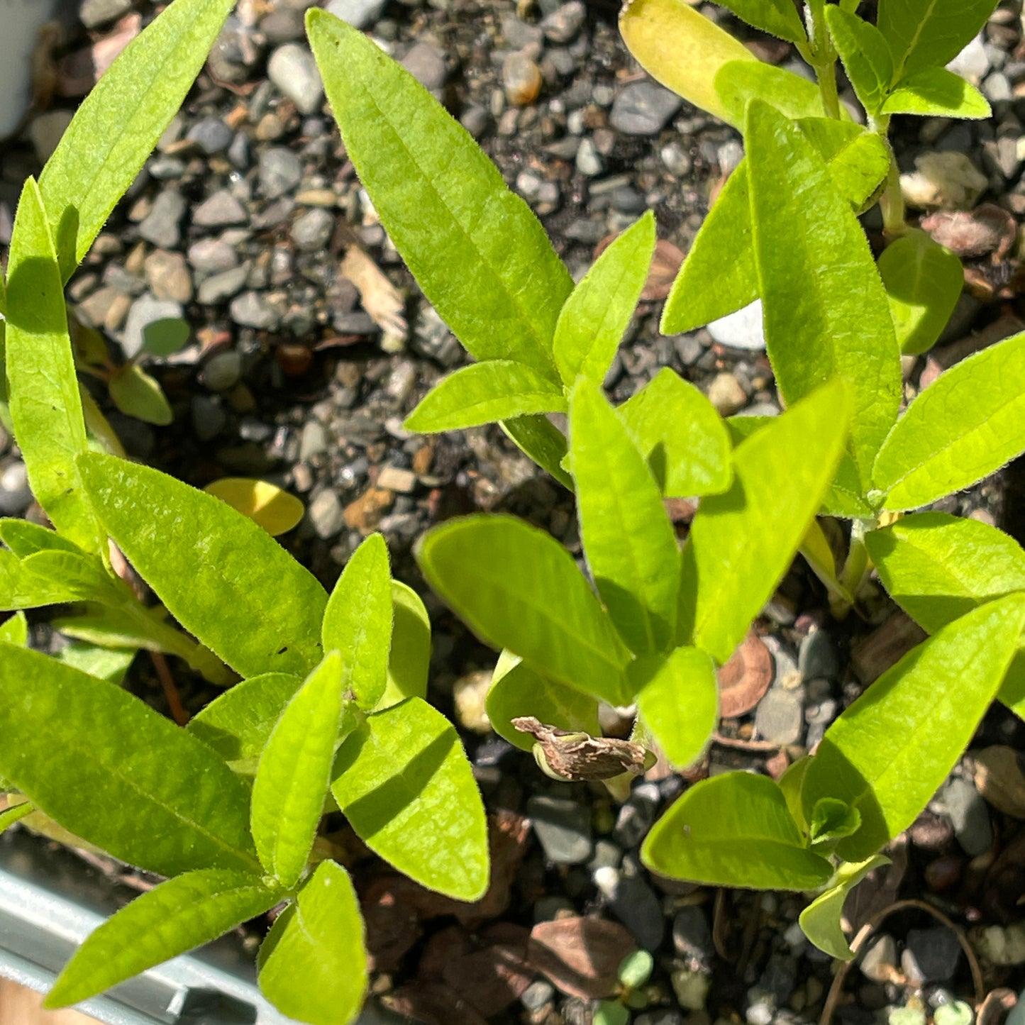 Milkweeds — Common milkweed (Asclepias syriaca) Seeds