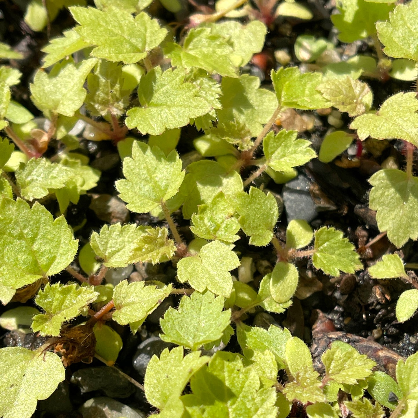 Flowering raspberry (Rubus odoratus) Seeds