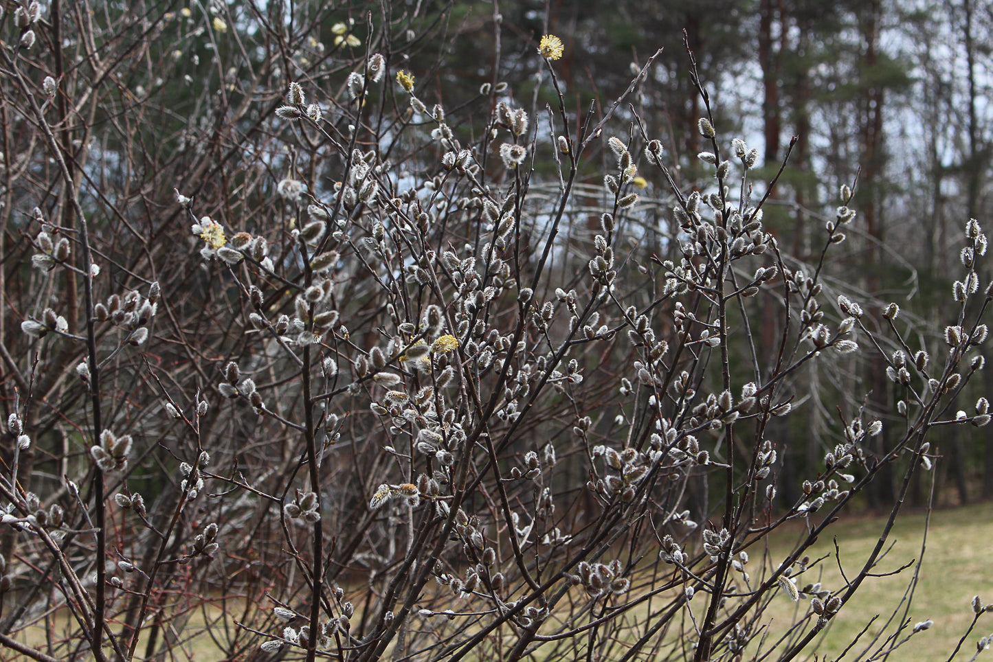 Pussy willow (Salix discolor) Plants
