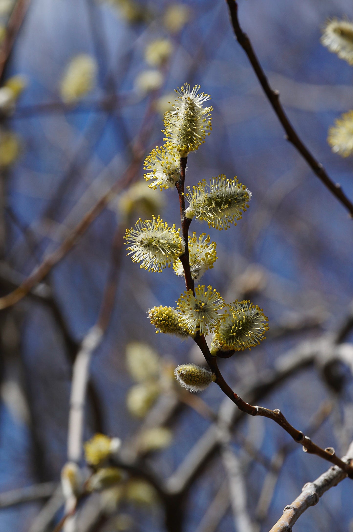 Pussy willow (Salix discolor) Plants