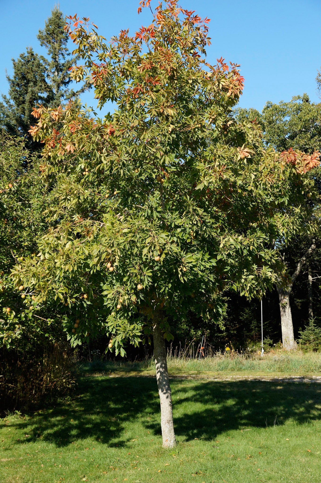 Ohio buckeye (Aesculus glabra) Plants