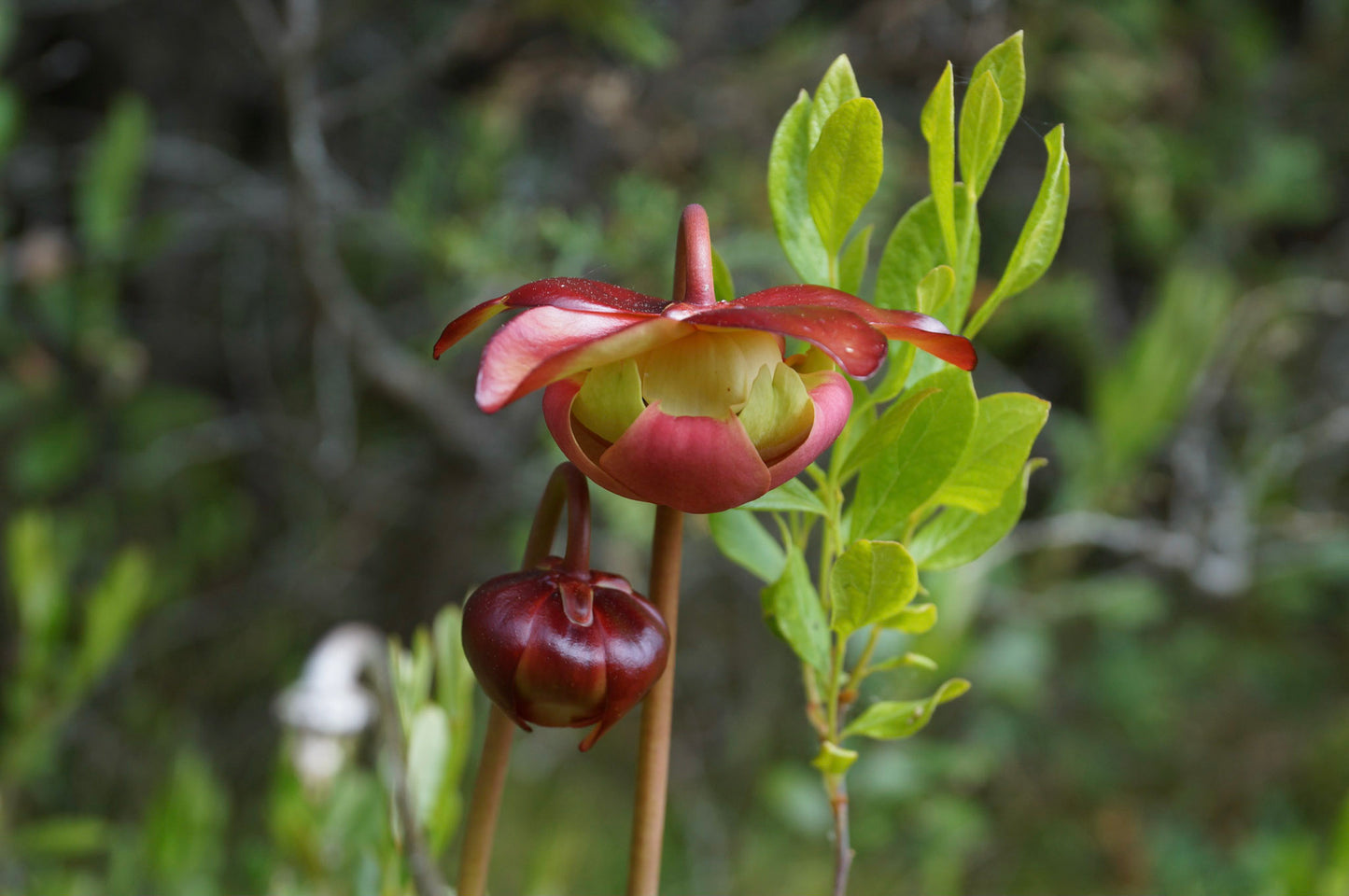 Purple pitcher plant (Sarracenia purpurea) Plants