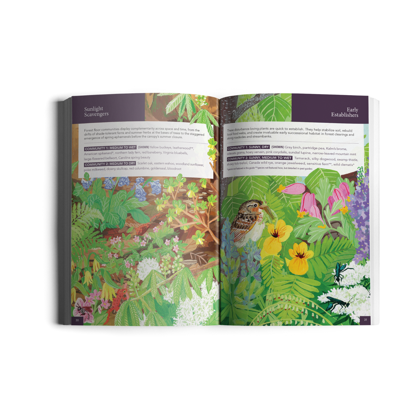 Gardening for Biodiversity: Native Plants for the Northeast