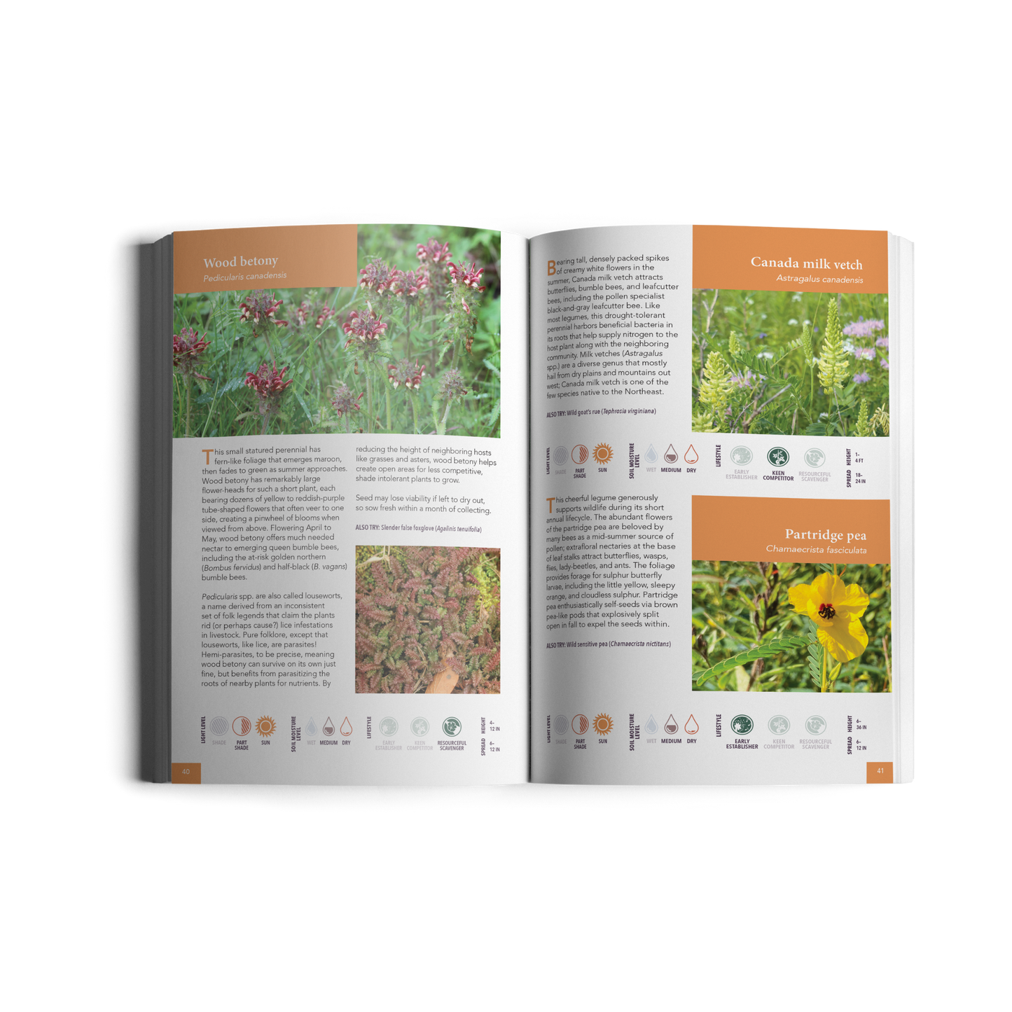 Gardening for Biodiversity: Native Plants for the Northeast