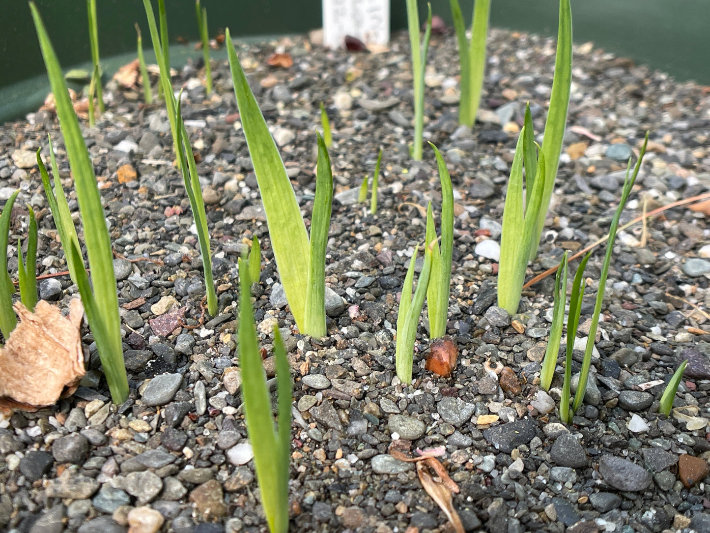 Blue iris (Iris versicolor) Seeds