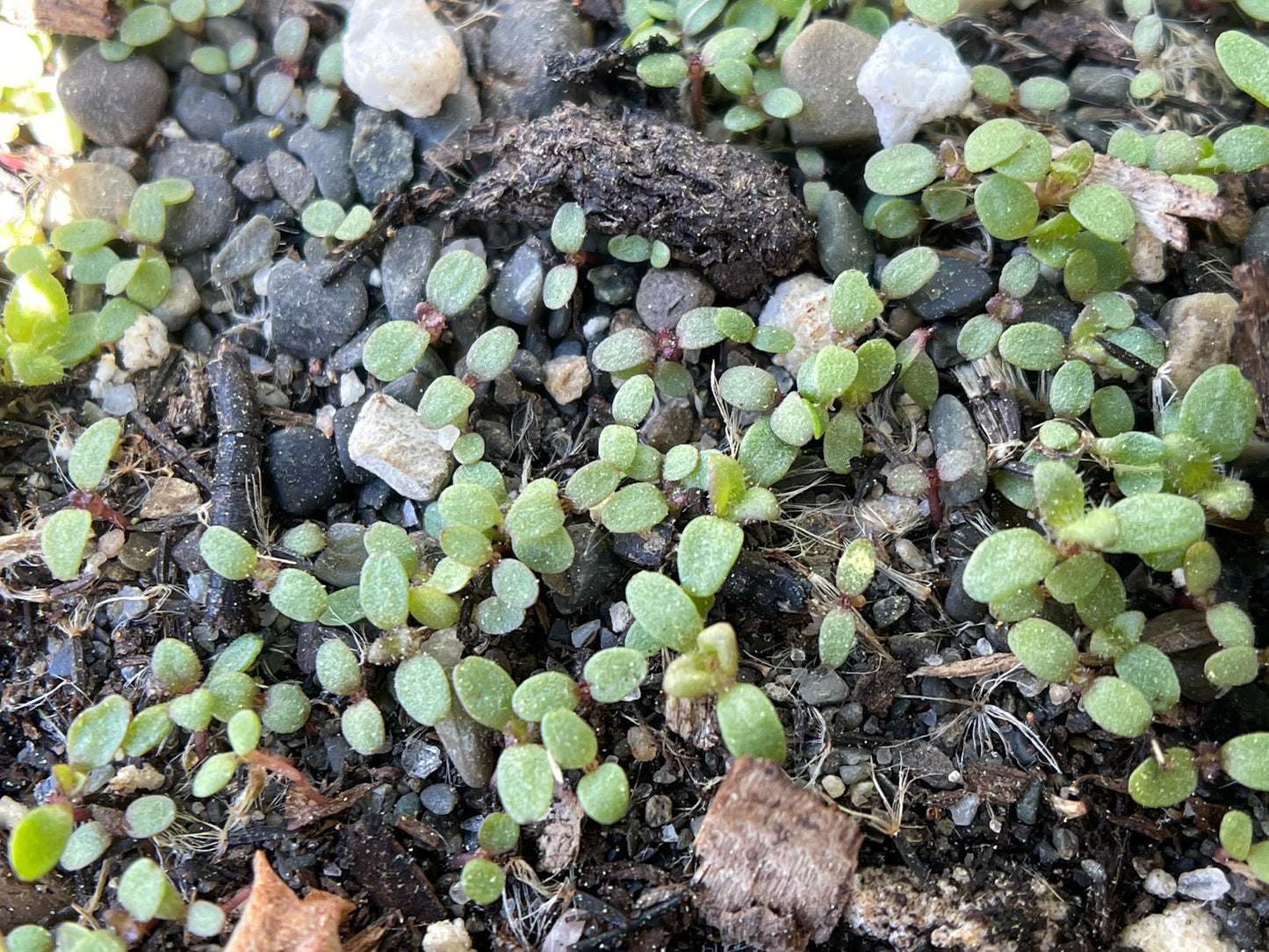 Boneset (Eupatorium perfoliatum) Seeds