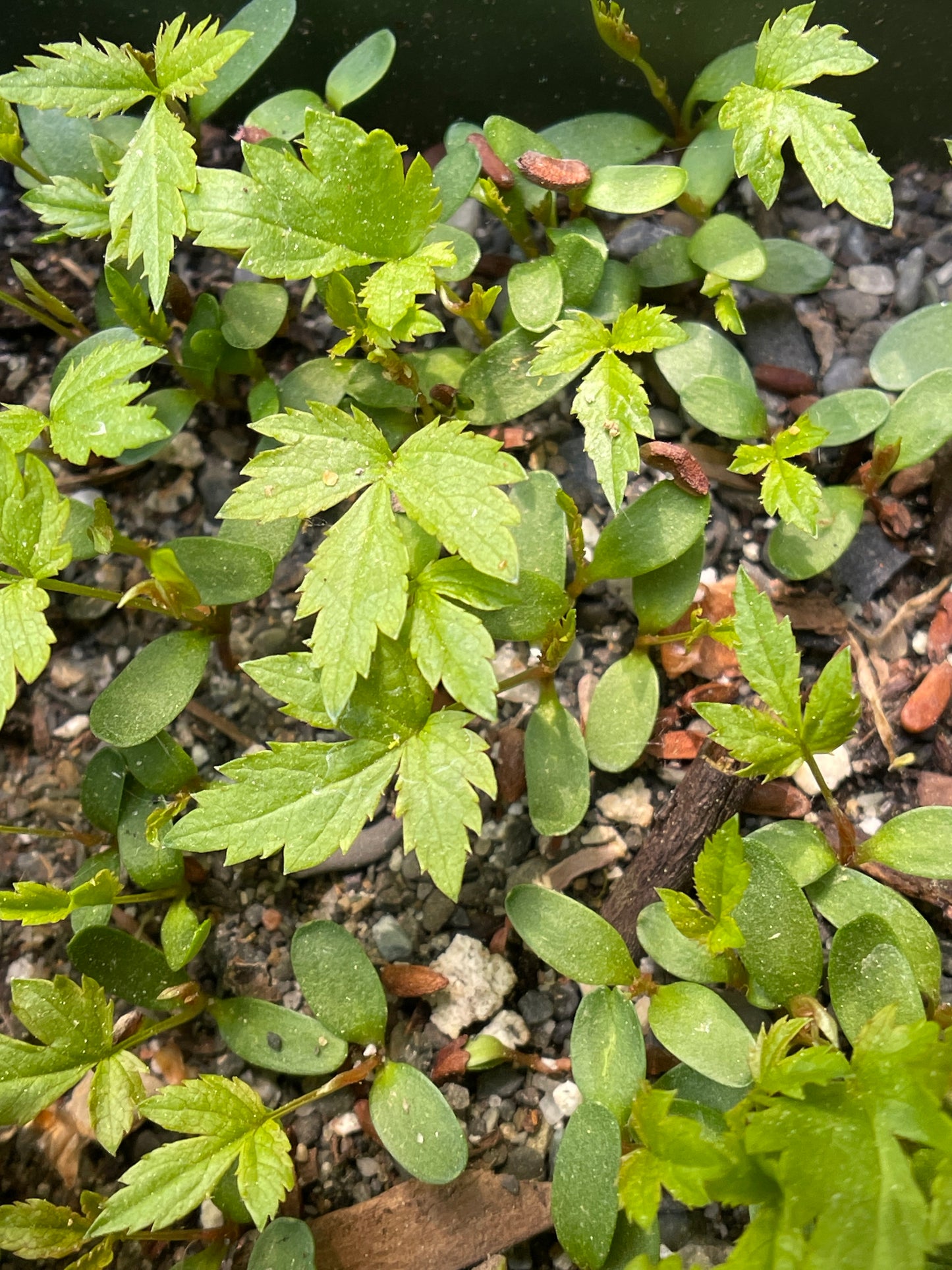 Bowman’s root (Gillenia trifoliata) Seeds