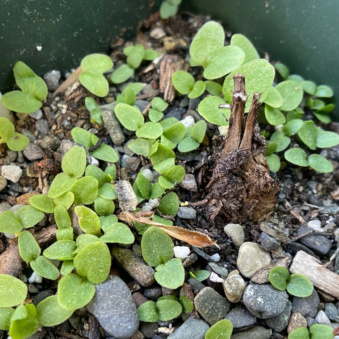 Eastern shooting star (Dodecatheon meadia) Seeds