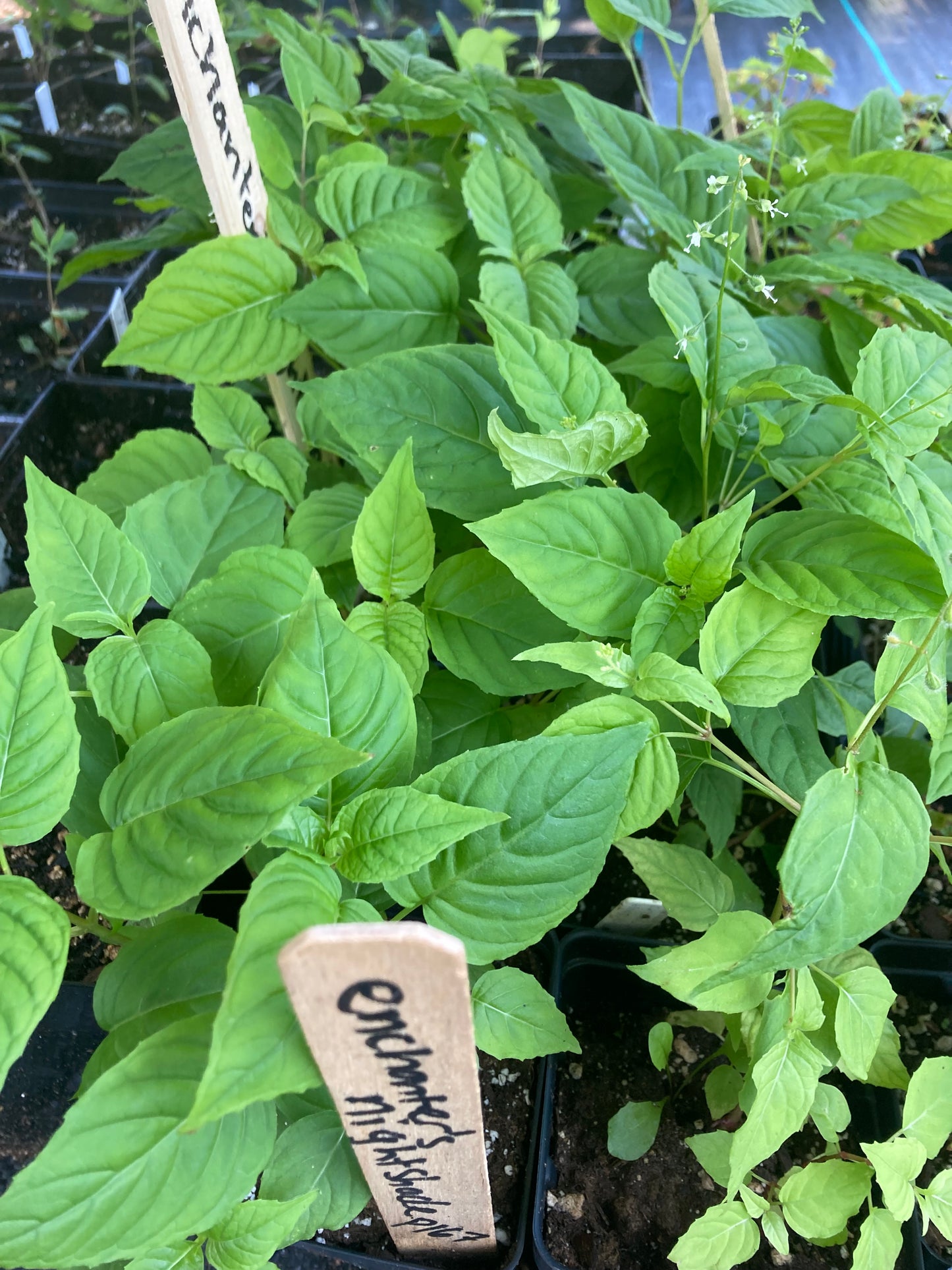Enchanter's nightshade (Circaea lutetiana) Plants