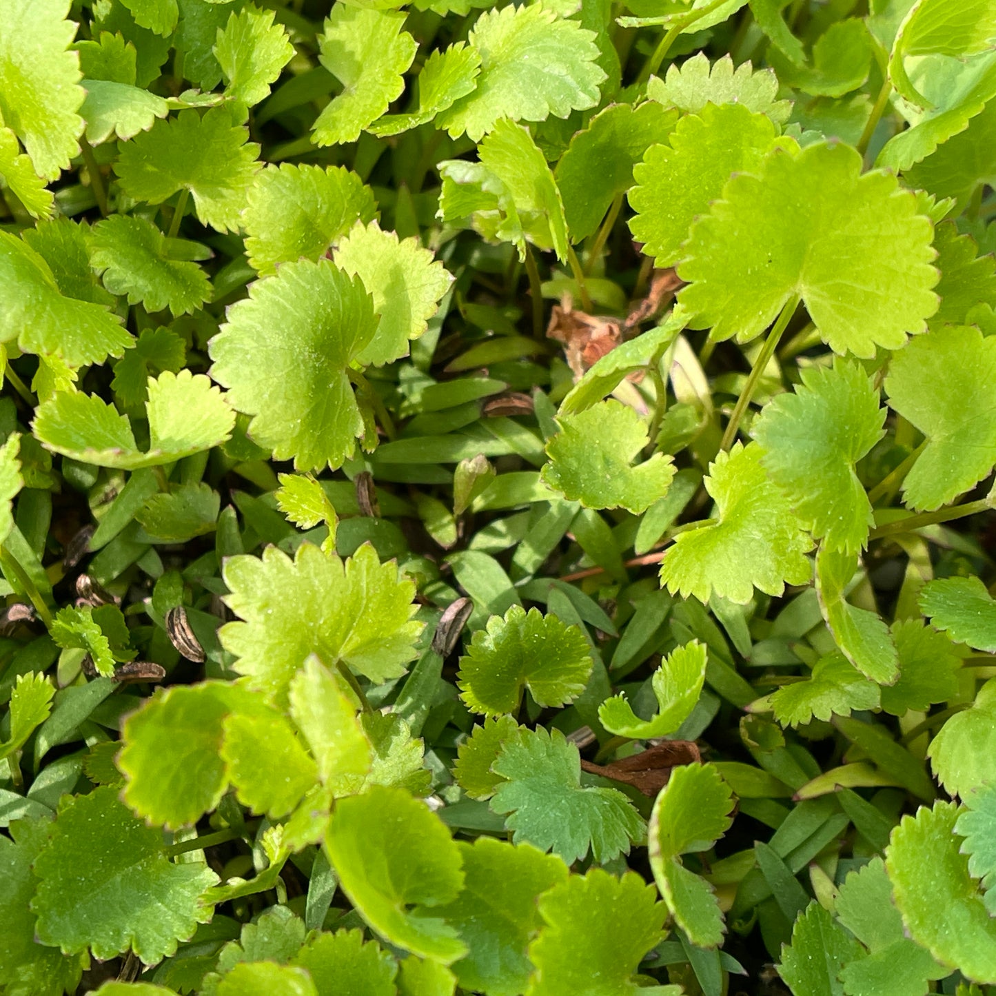 Alexanders – Golden Alexander (Zizia aurea) Seeds