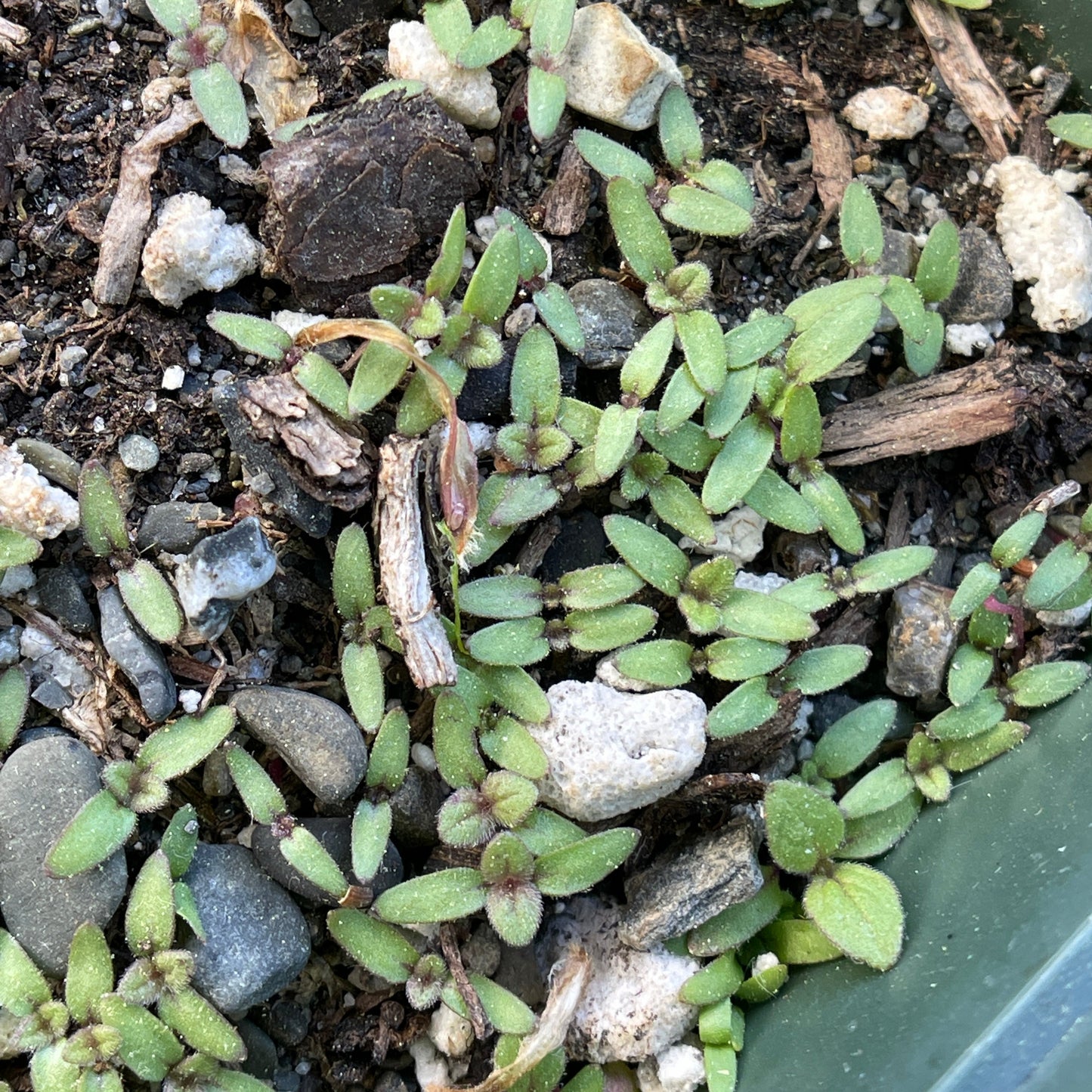Vervains – Hoary vervain (Verbena stricta) Seeds