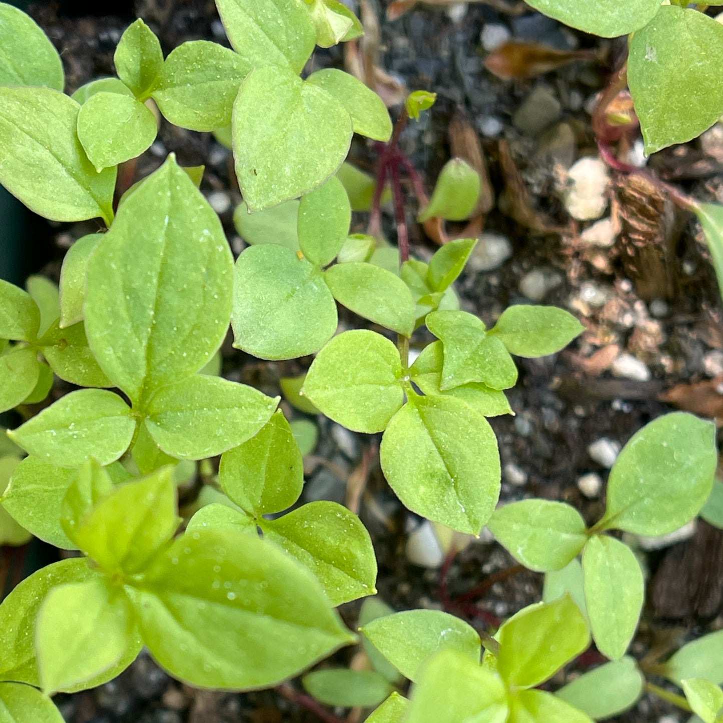 Jacob's ladder (Polemonium reptans) Seeds