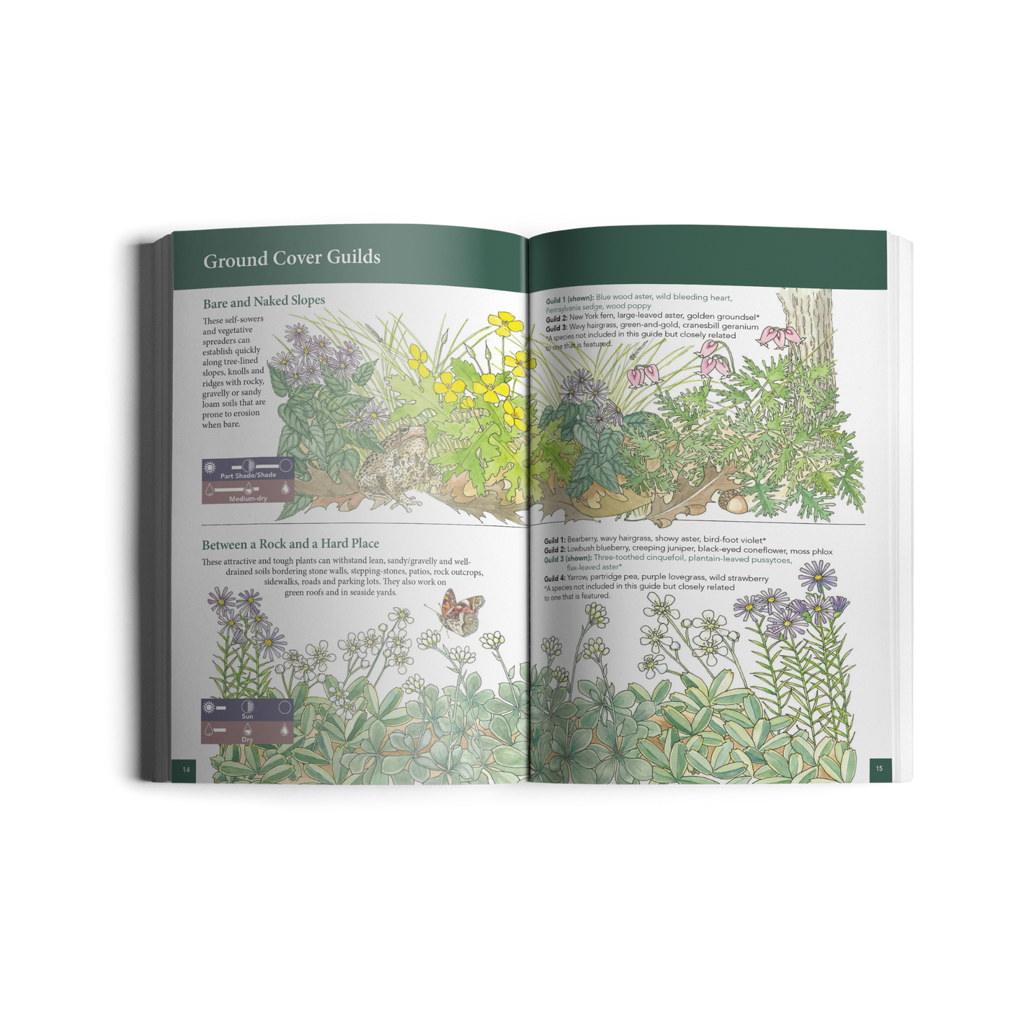 Native Ground Covers for Northeast Landscapes: A Wild Seed Project Guide