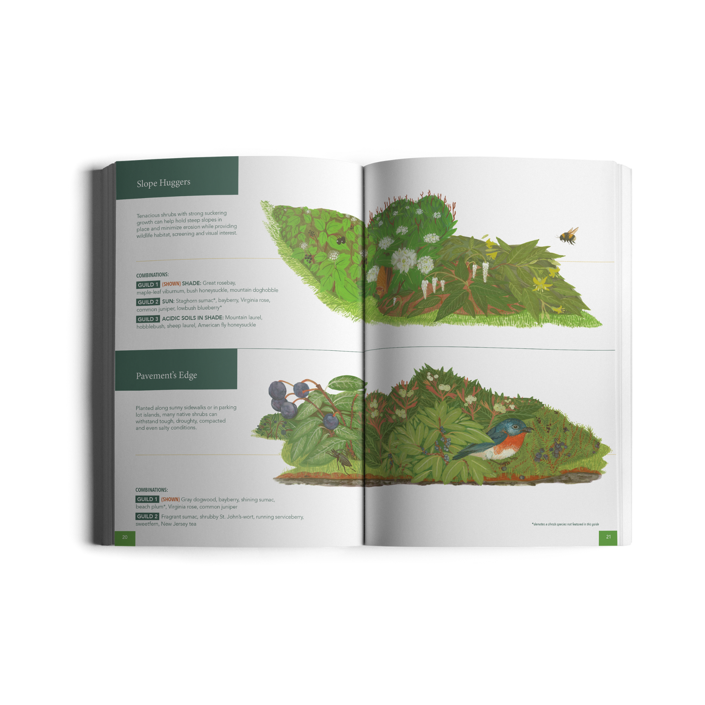 Native Shrubs for Northeast Landscapes: A Wild Seed Project Guide