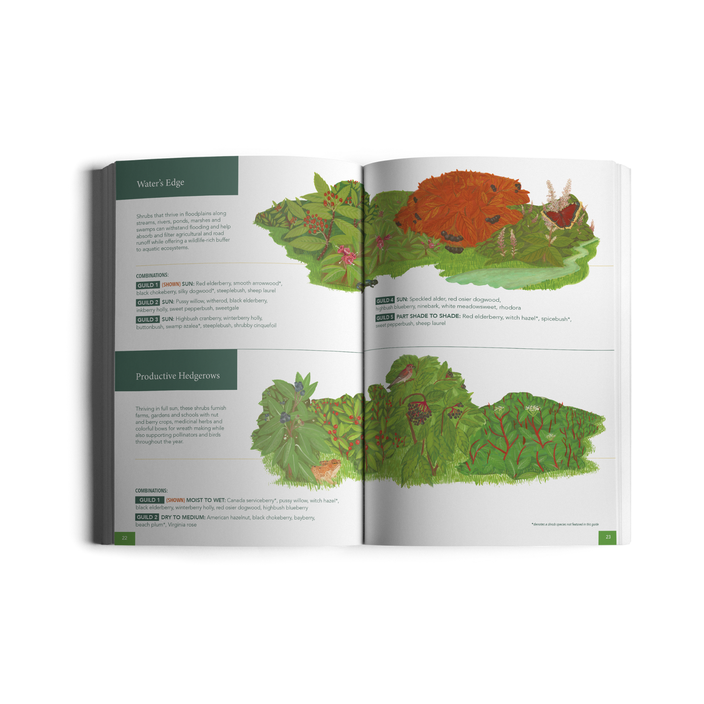 Native Shrubs for Northeast Landscapes: A Wild Seed Project Guide