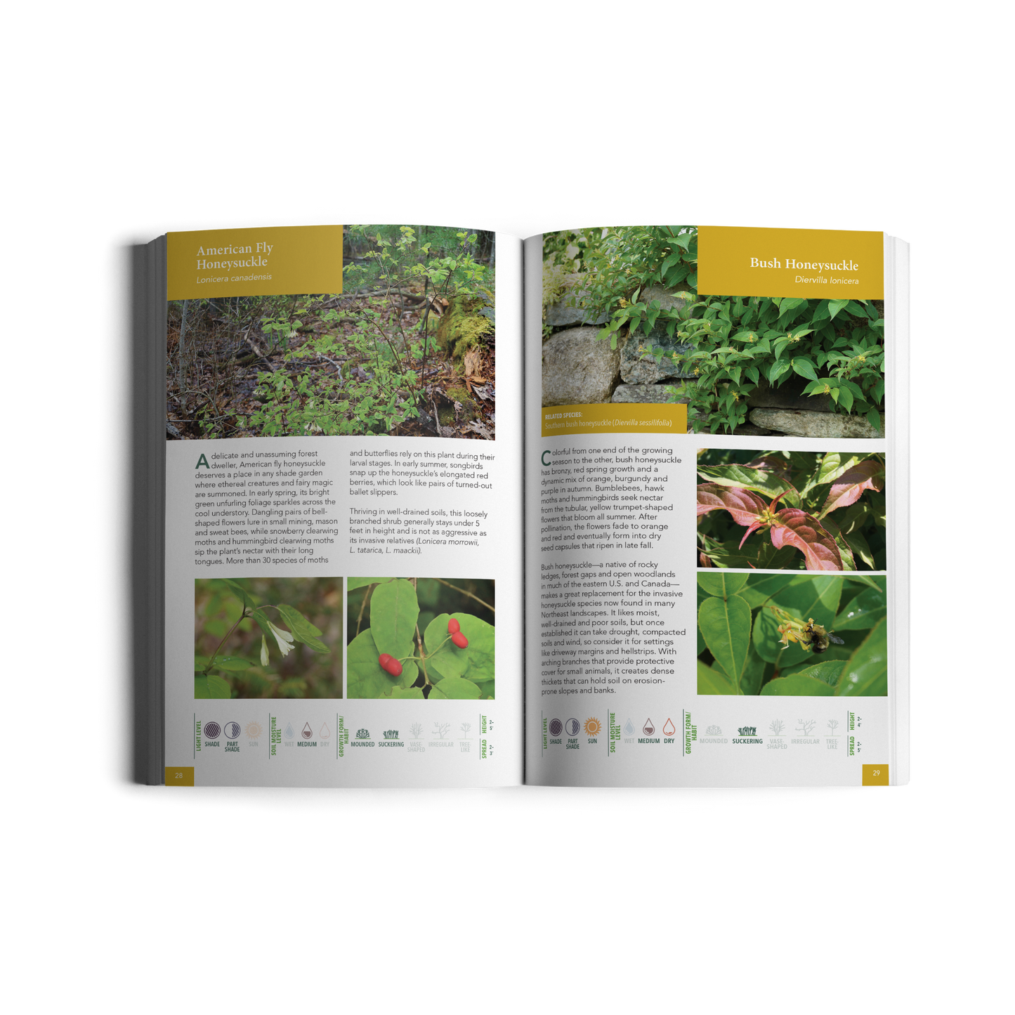 Native Shrubs for Northeast Landscapes: A Wild Seed Project Guide