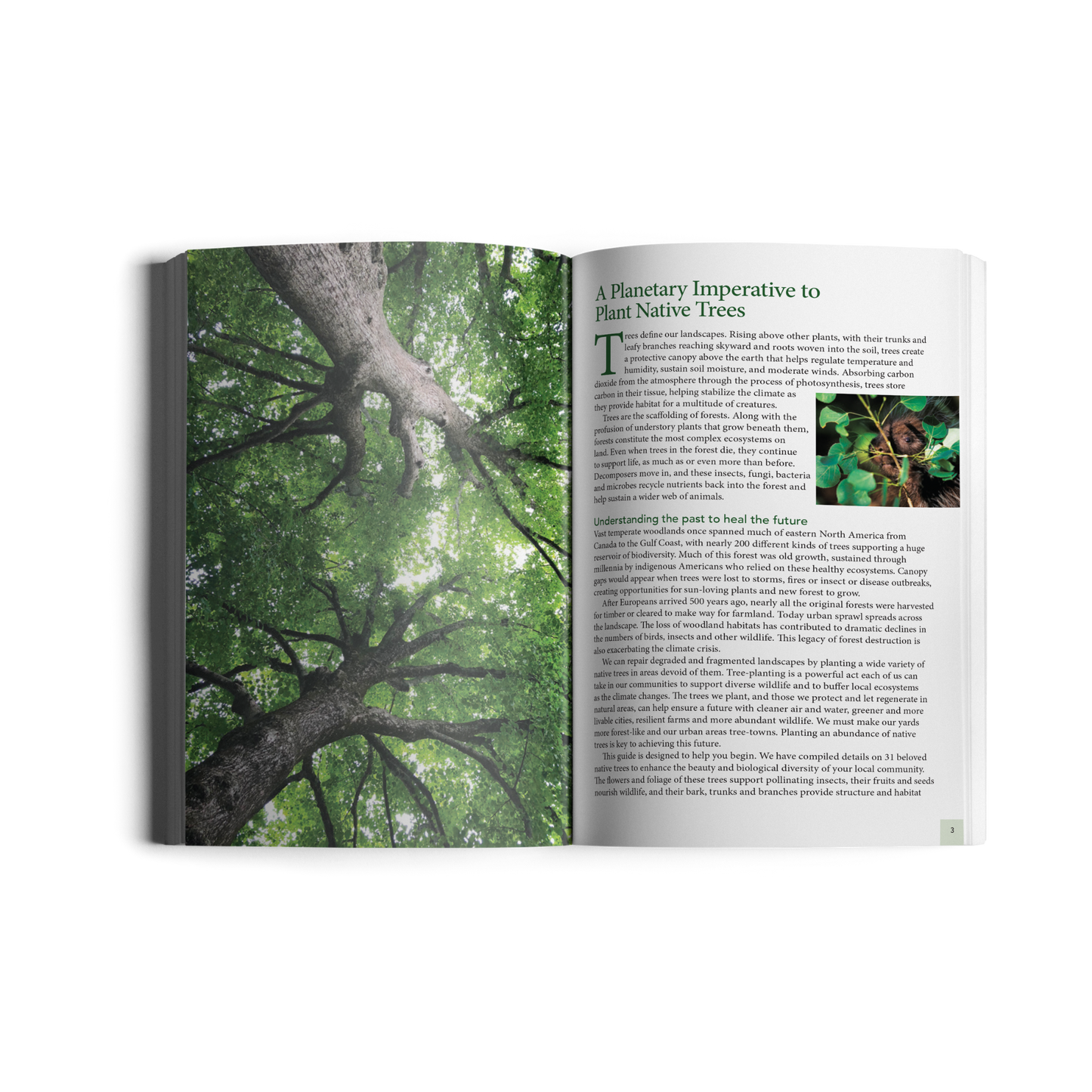 Native Trees for Northeast Landscapes: A Wild Seed Project Guide