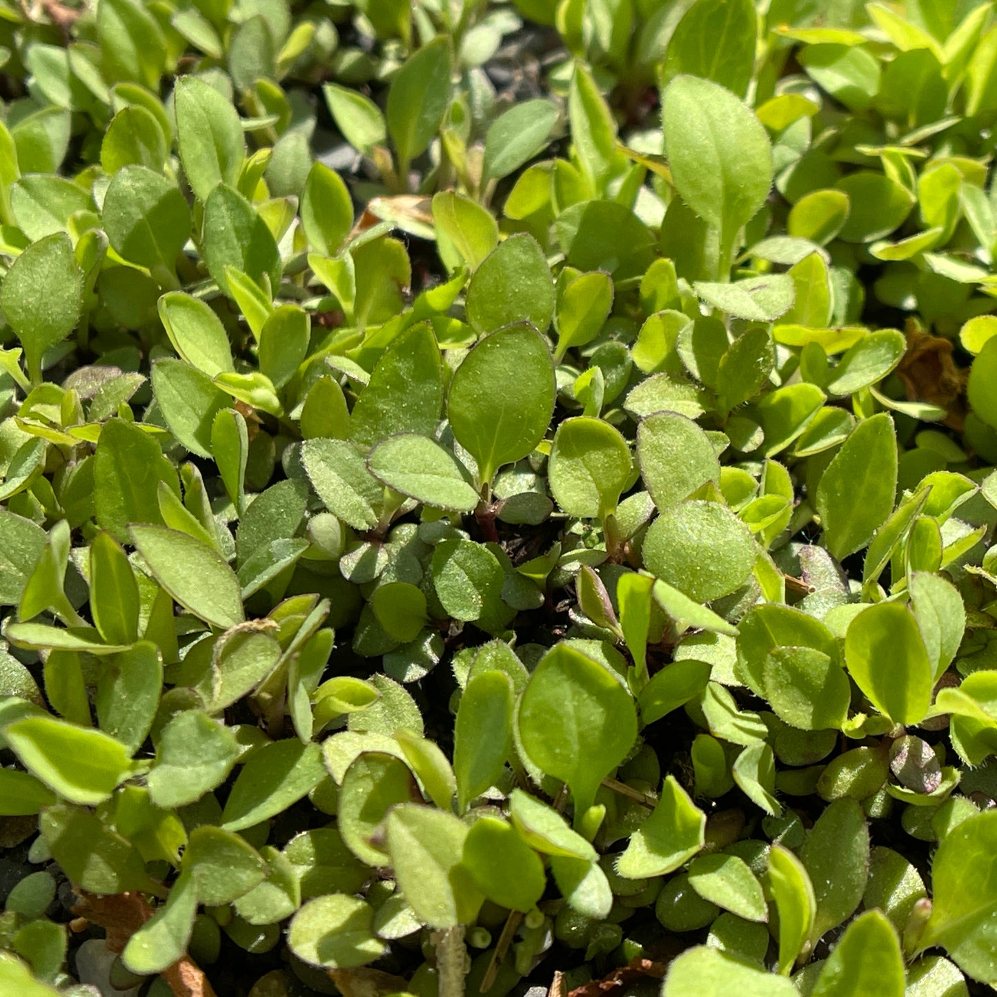 Asters — Smooth blue aster (Symphyotrichum laeve) Seeds