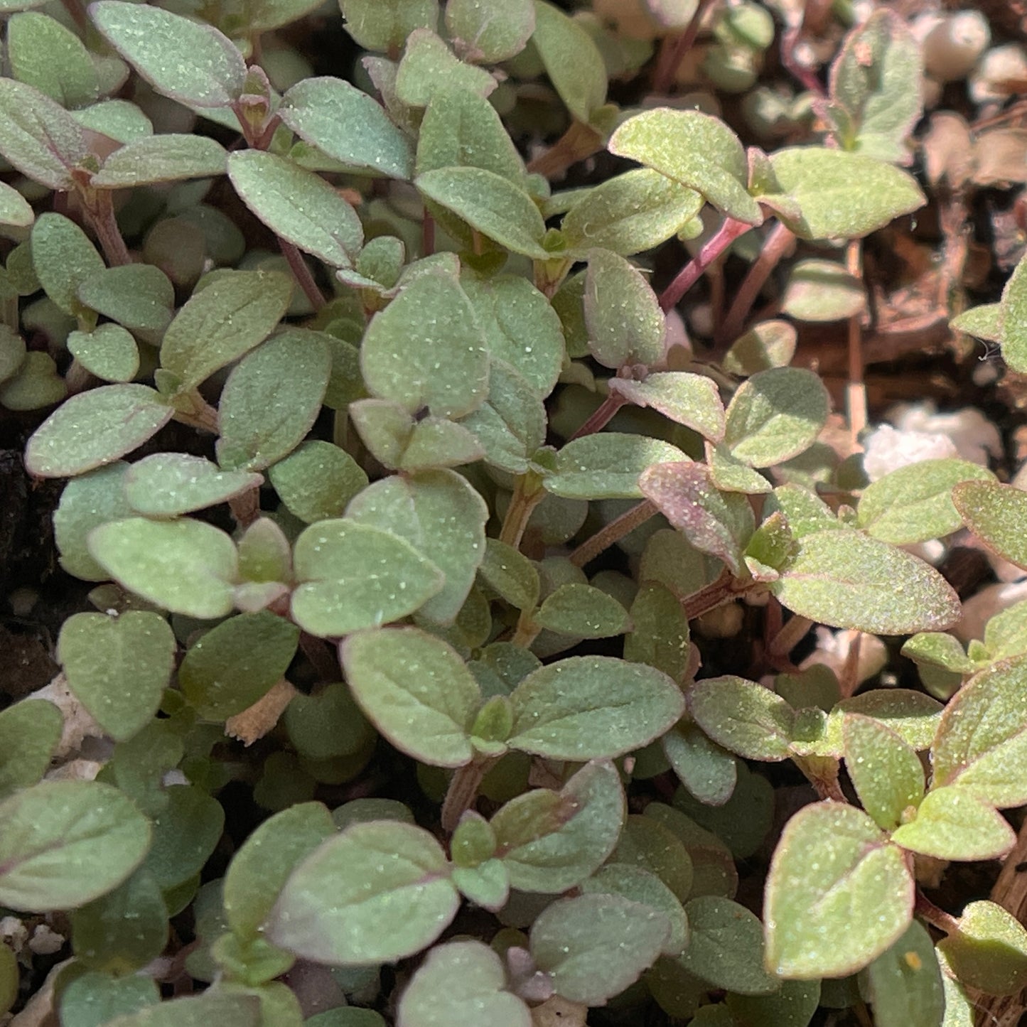 Bee-balms — Spotted bee-balm (Monarda punctata) Seeds