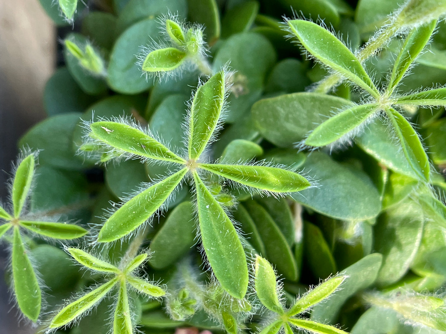 Sundial lupine (Lupinus perennis) Seeds