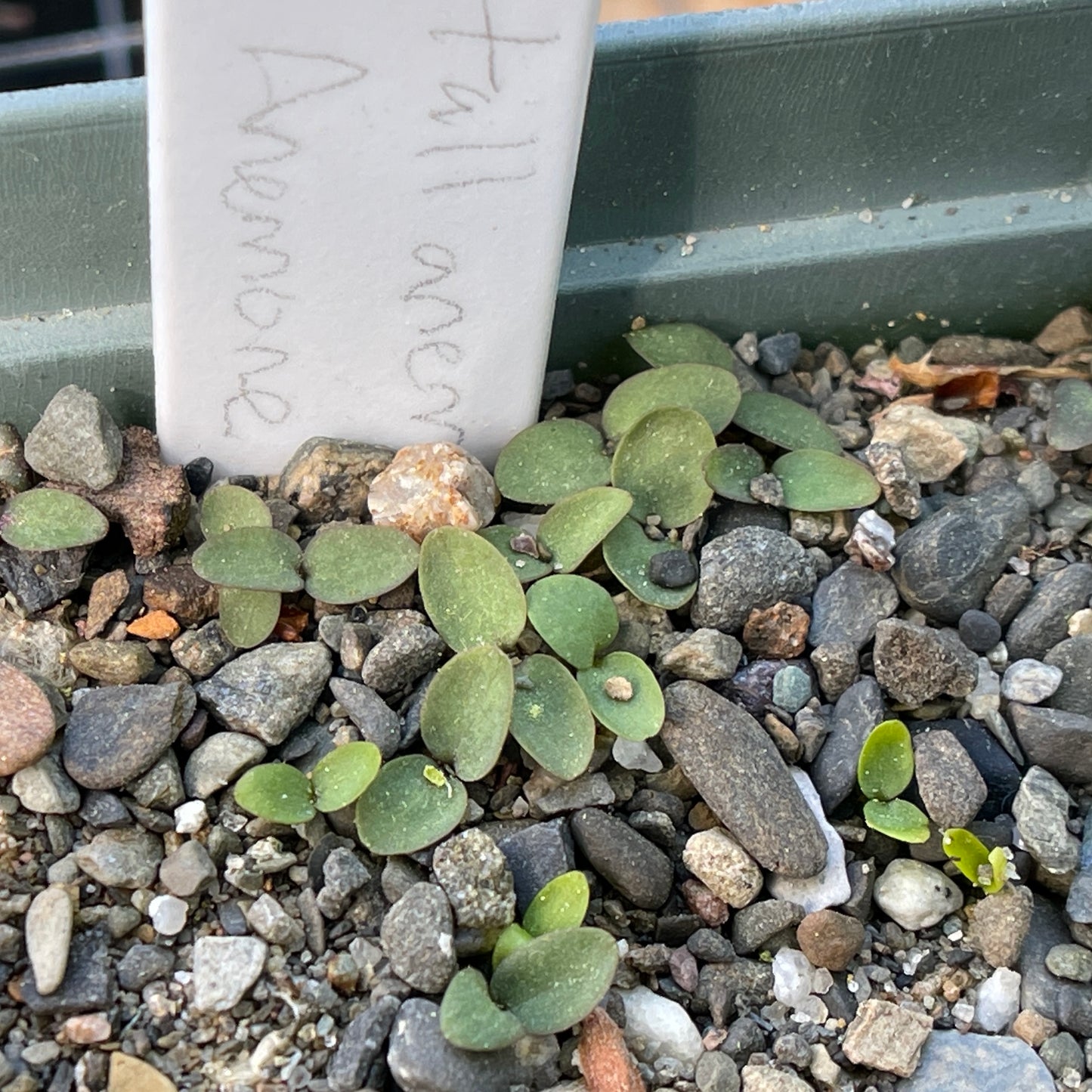 Tall anemone (Anemone virginiana) Seeds