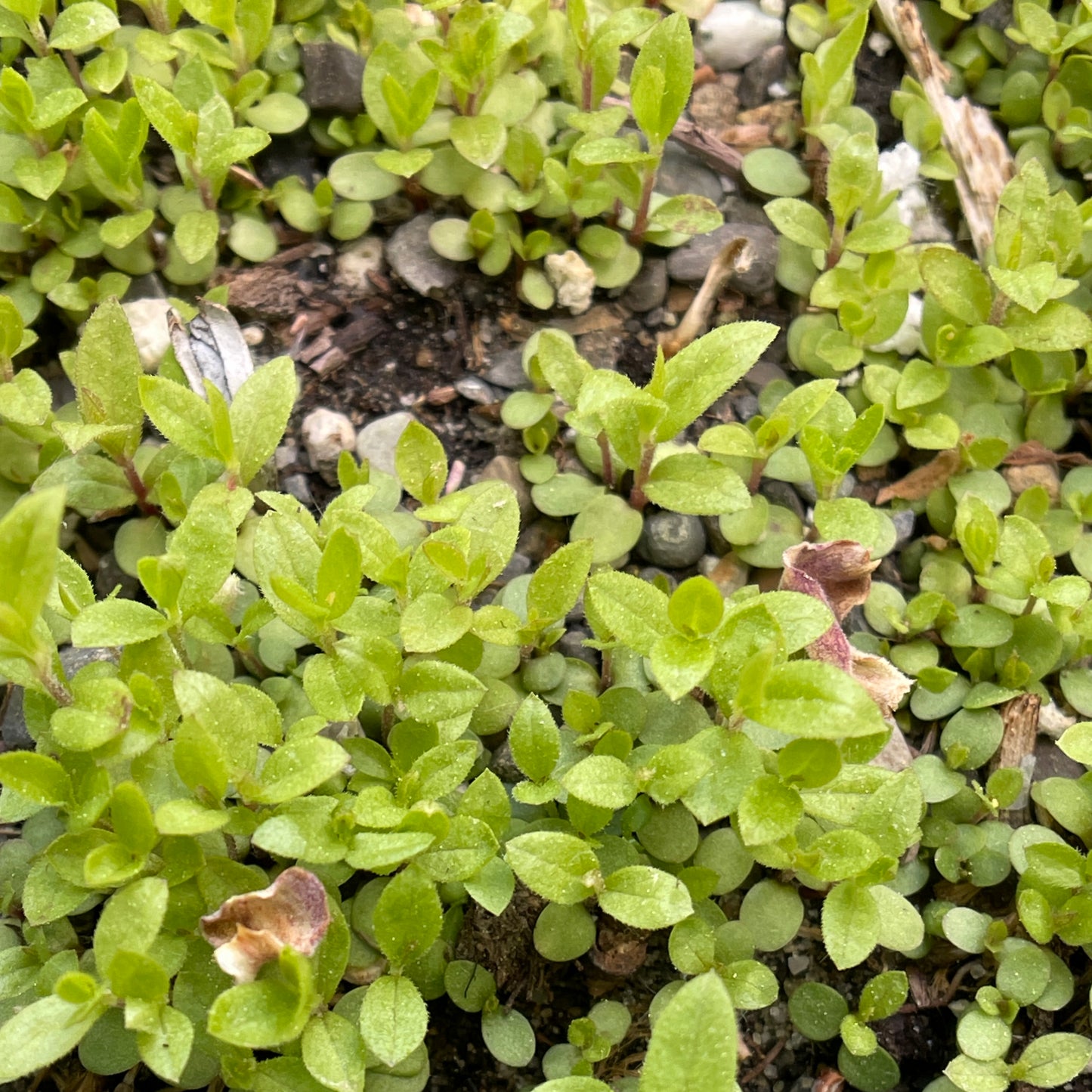 Asters — Tall white aster (Doellingeria umbellata) Seeds