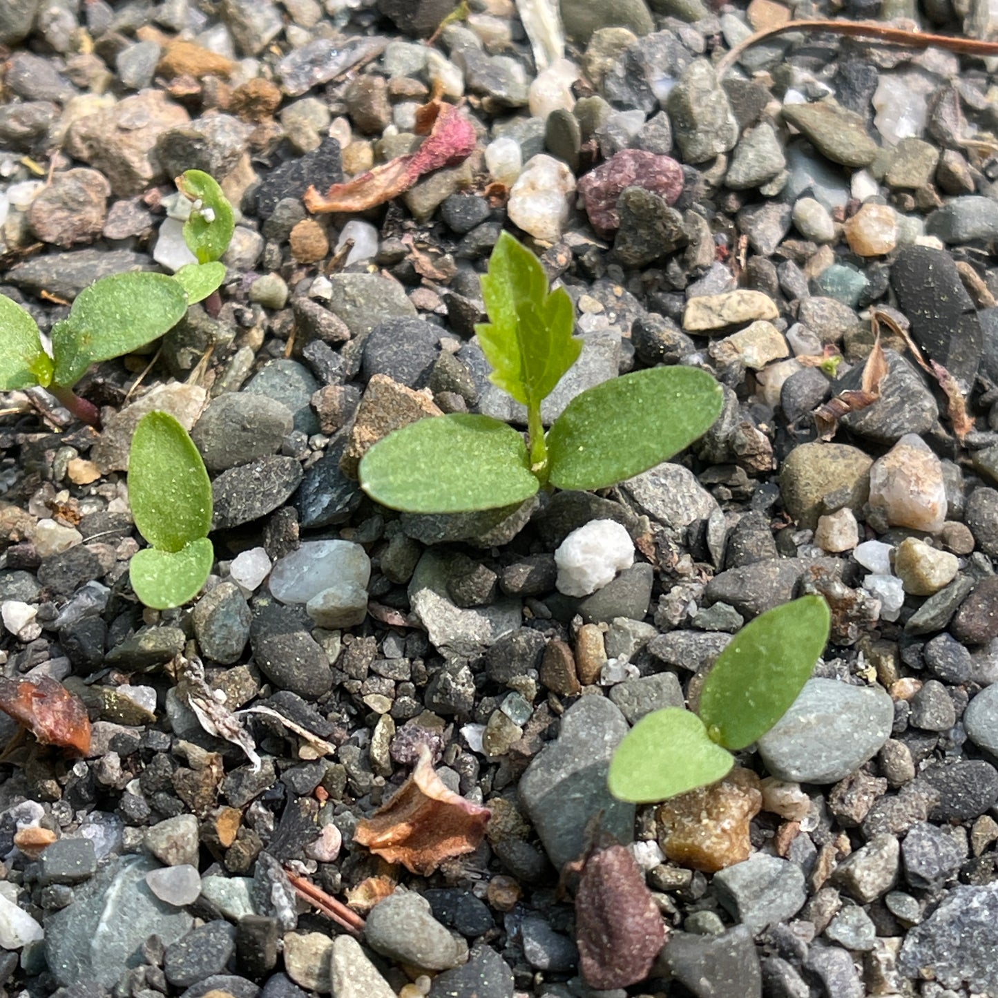 Virgin's-bower clematis (Clematis virginiana) Seeds