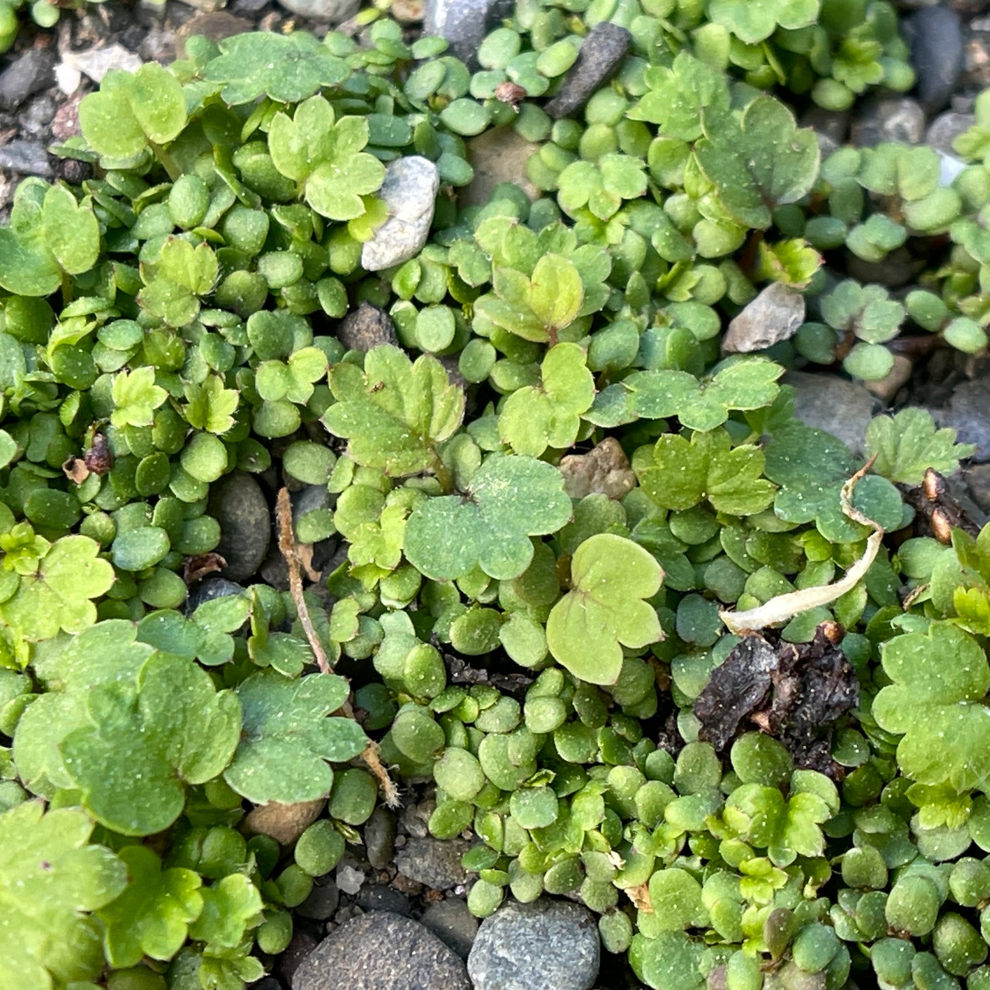 Wild strawberry (Fragaria virginiana) Seeds