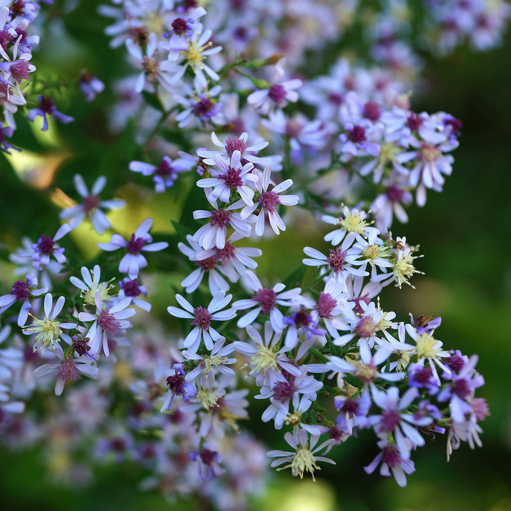 Blue wood-aster (Symphyotrichum cordifolium). A fall-blooming aster with billowy lavender blue daisy-like flowers and heart-shaped leaves, thrives in the woodland edge or disturbed areas in poor soil.