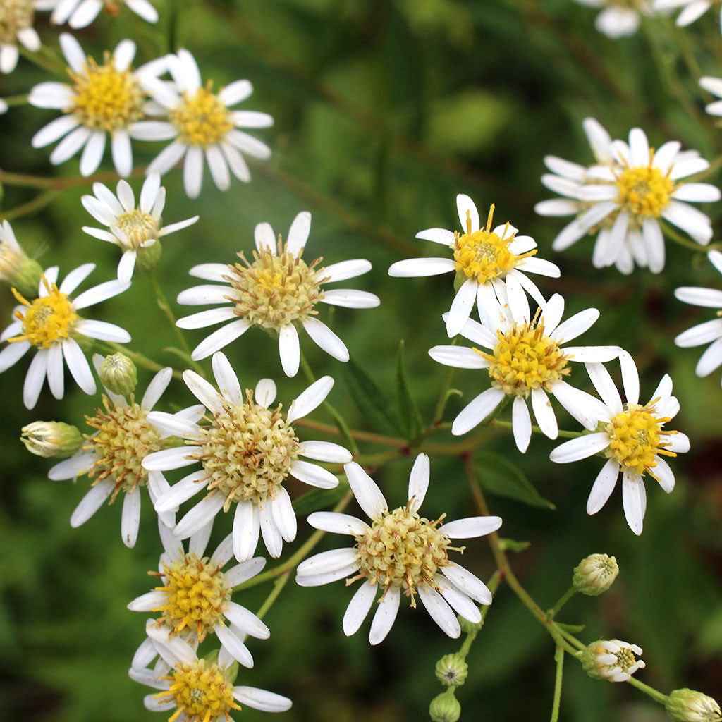 Tall white-aster (Doellingeria umbellata)