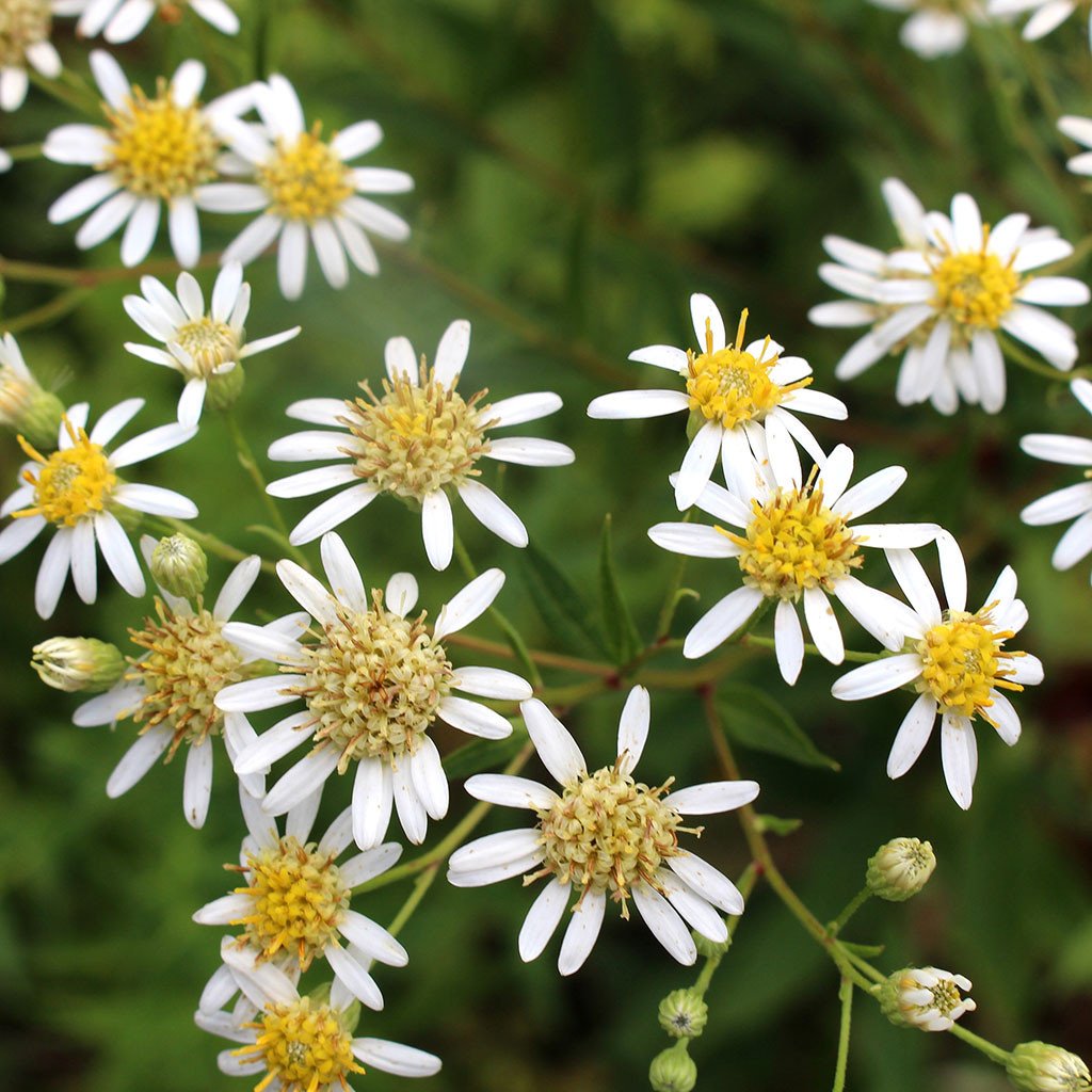 Asters — Tall white aster (Doellingeria umbellata) Plants