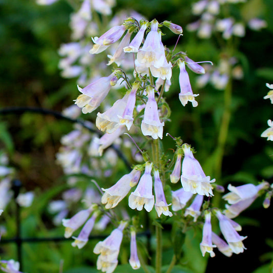 Northeastern beardtongue (Penstemon hirsutus)