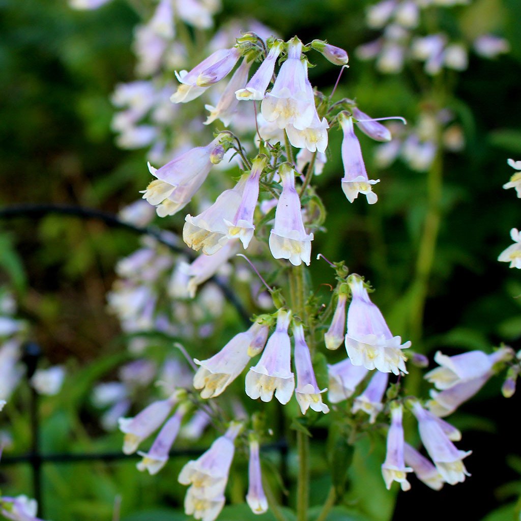 Beardtongues — Northeastern beardtongue (Penstemon hirsutus) Plants