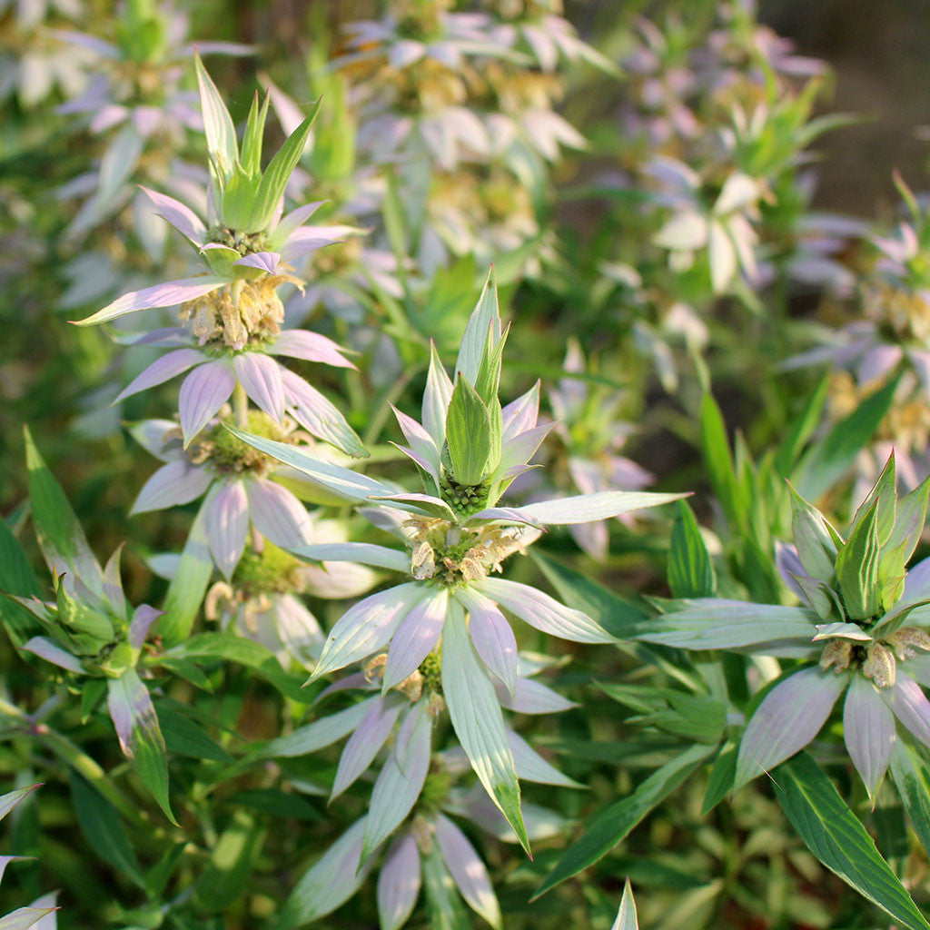 Bee-balms, Spotted bee-balm (Monarda punctata)