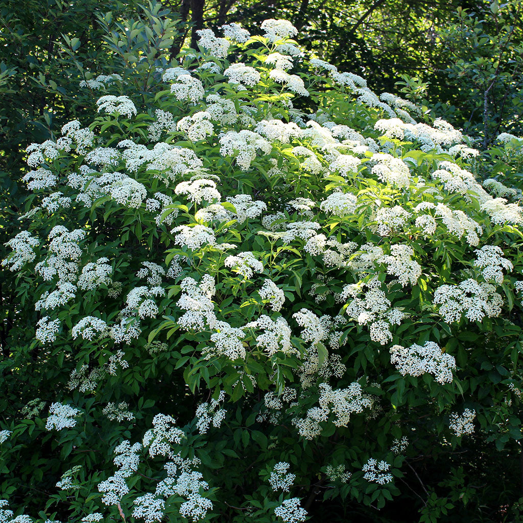 Black elderberry, Sambucus nigra: Large native shrub with summer blooming white flowers and purple fruits. Flowers attract pollinating insects, and fruits attract birds.