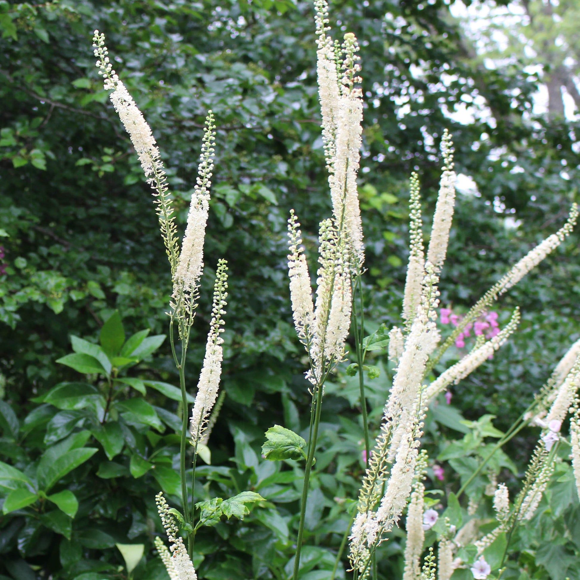 Black bugbane Actaea racemosa  Summer-blooming graceful white flower stalks above dark green foliage. Attracts bees.