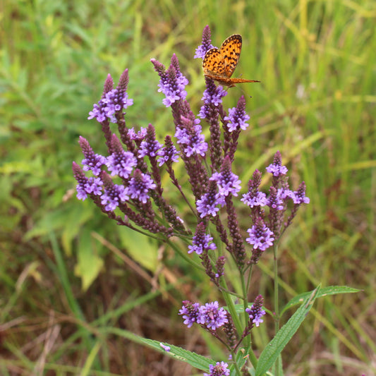 Blue vervain (Verbena hastata). Tall spikes of delicate purple flowers bloom and attract many insect and butterfly pollinators.