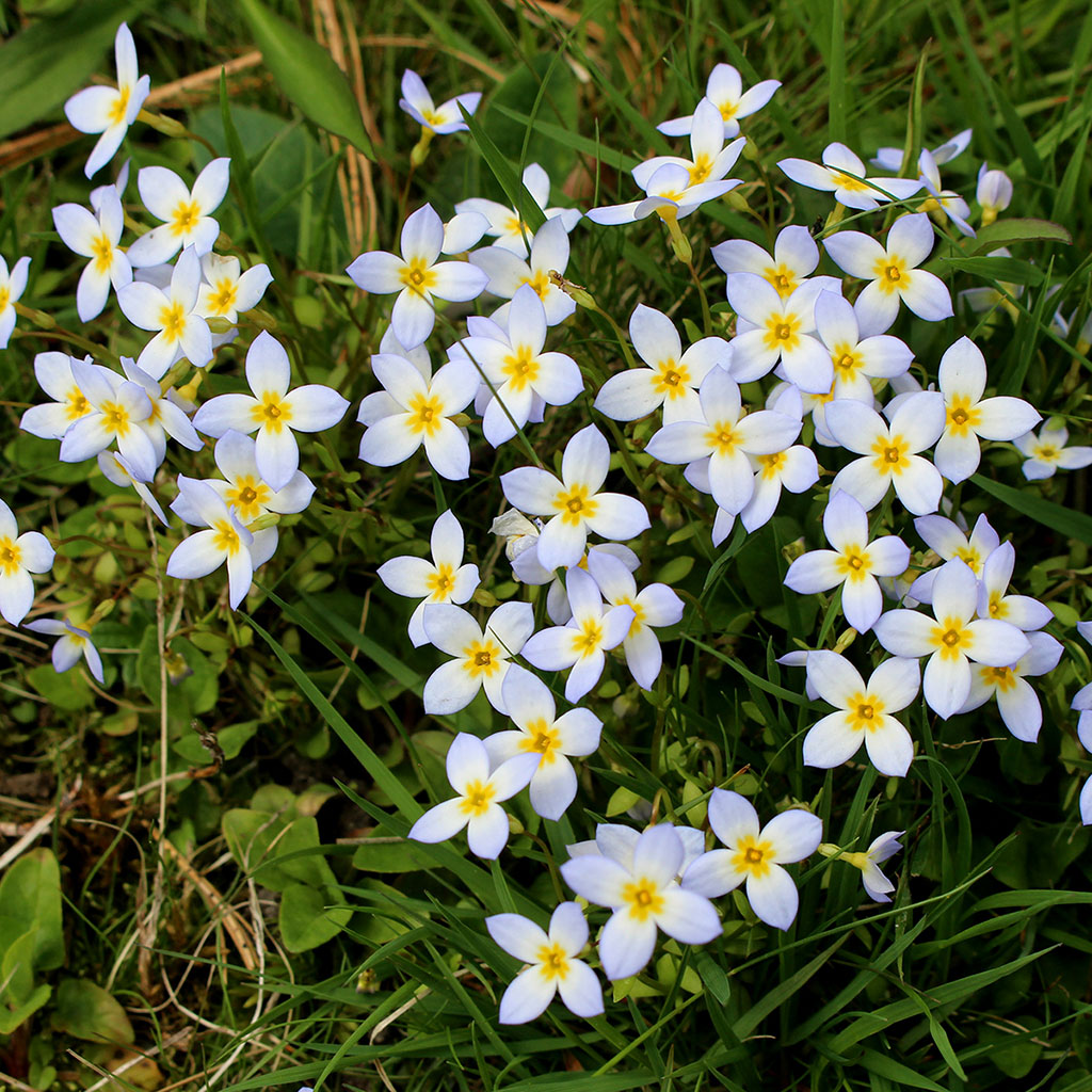bluets flower seeds Bluets; Quaker ladies (Houstonia caerulea) Seeds