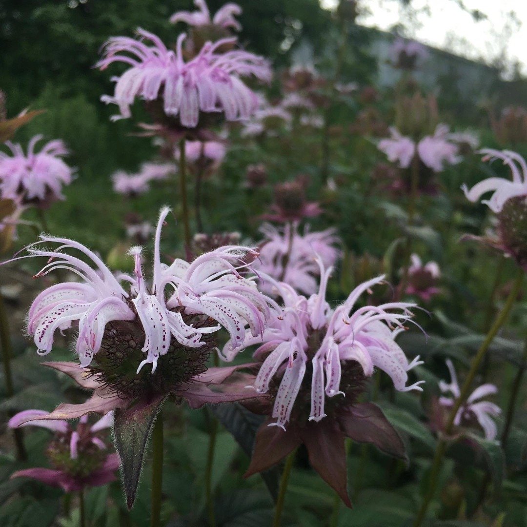 Bee-balms — Bradbury's bee-balm (Monarda bradburiana)