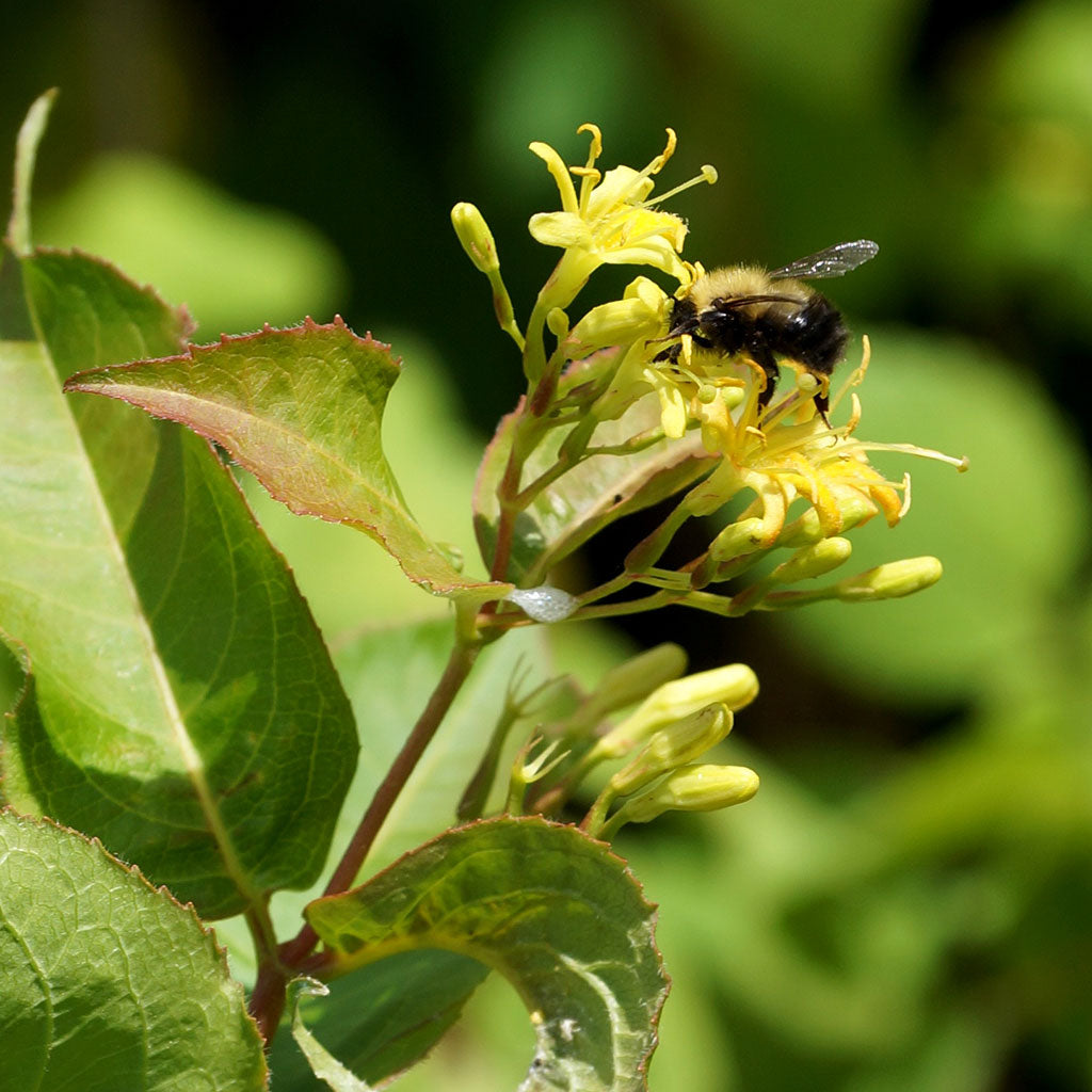 Bush honeysuckle