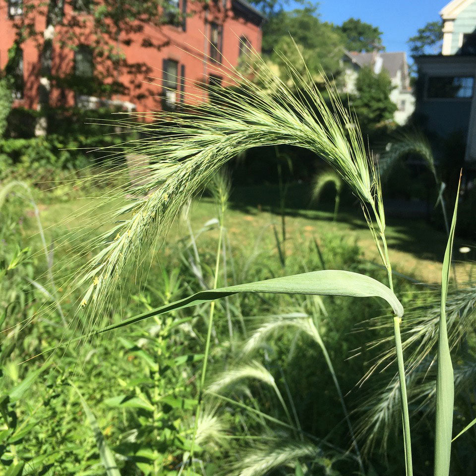 Canada wild rye (Elymus canadensis)