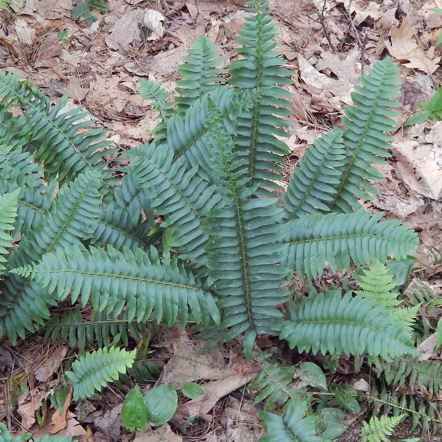 Christmas fern (Polystichum acrostichoides) Deep green evergreen fronds are beautiful year-round. An excellent addition to a shady landscape.