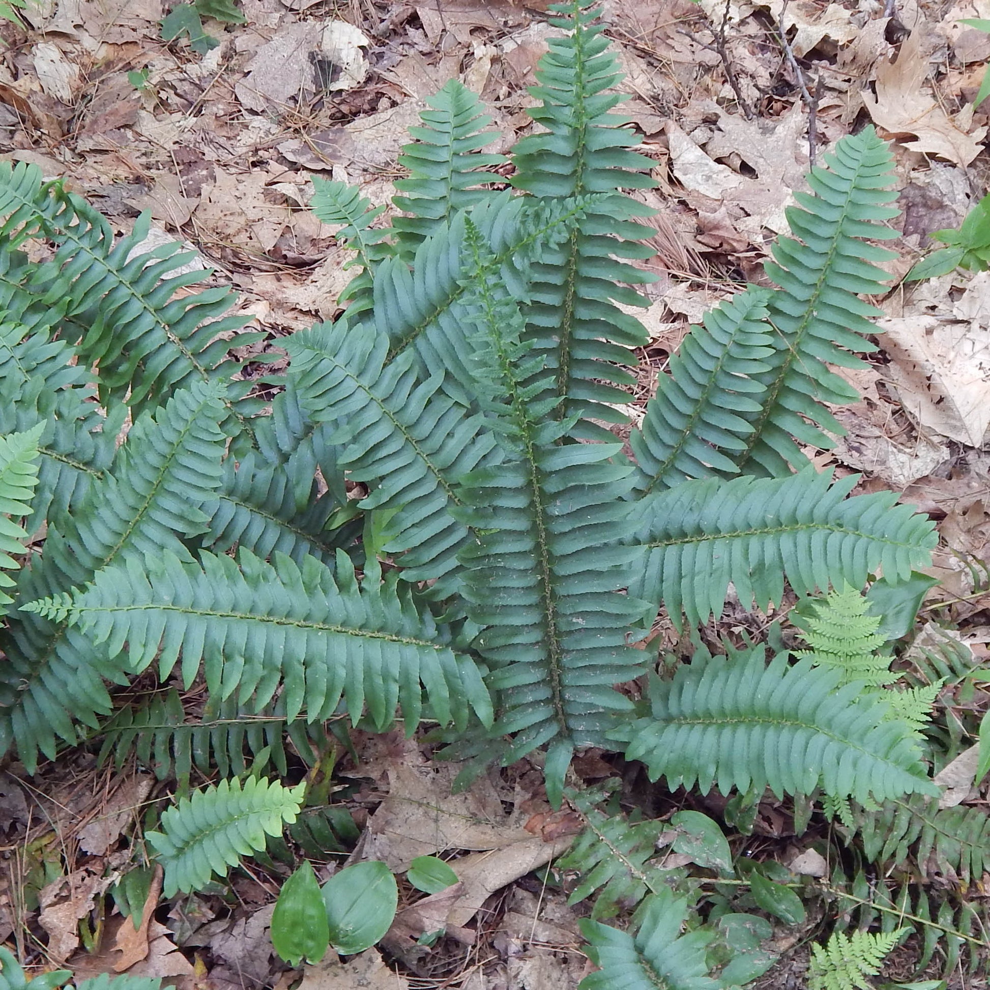 Christmas fern (Polystichum acrostichoides) Deep green evergreen fronds are beautiful year-round. An excellent addition to a shady landscape.