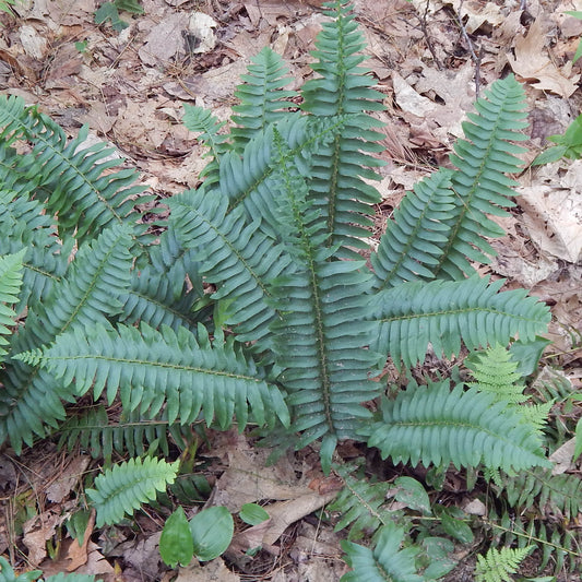 Christmas fern (Polystichum acrostichoides) Deep green evergreen fronds are beautiful year-round. An excellent addition to a shady landscape.