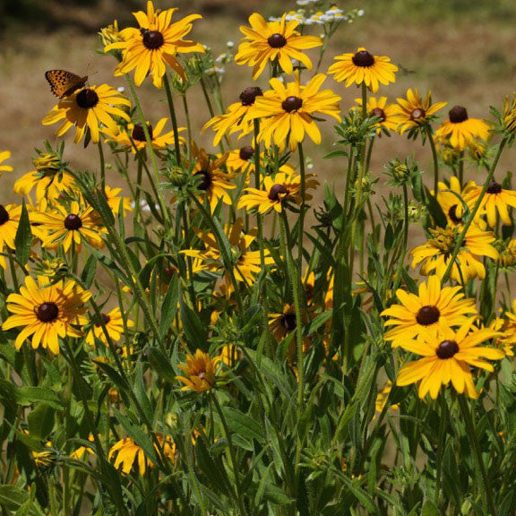 cone flower seeds Coneflowers — Black-eyed coneflower (Rudbeckia hirta) Seeds