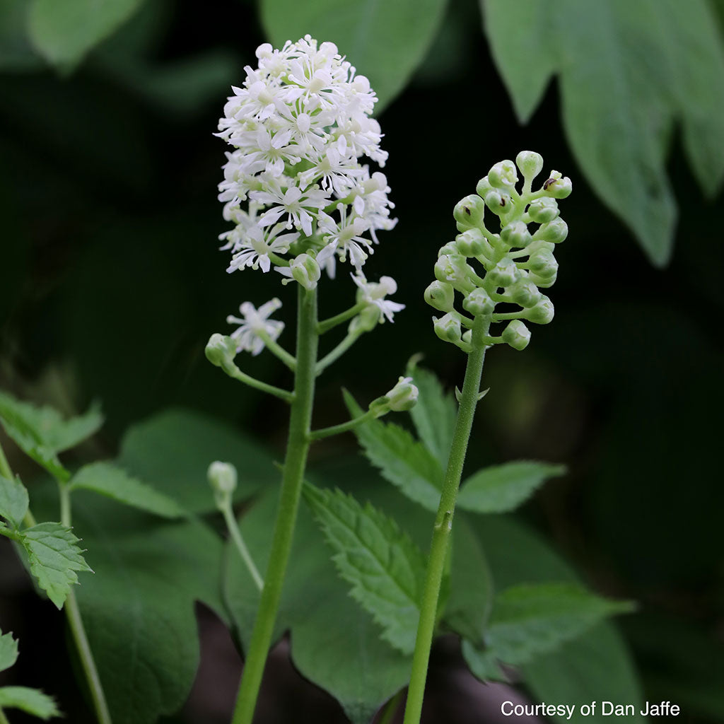 Doll’s eyes (Actaea pachypoda)