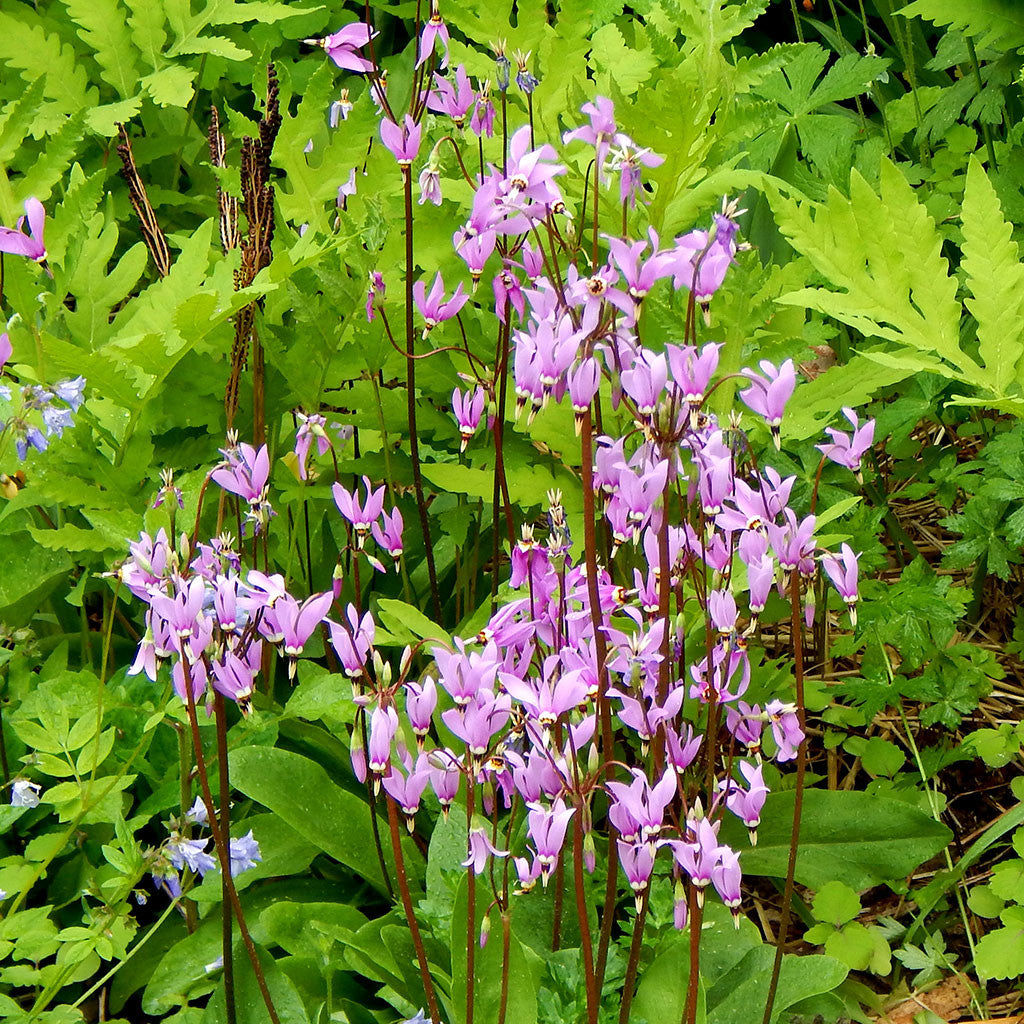 plants that shoot seeds Eastern shooting star (Dodecatheon meadia) Seeds – Wild Seed Project